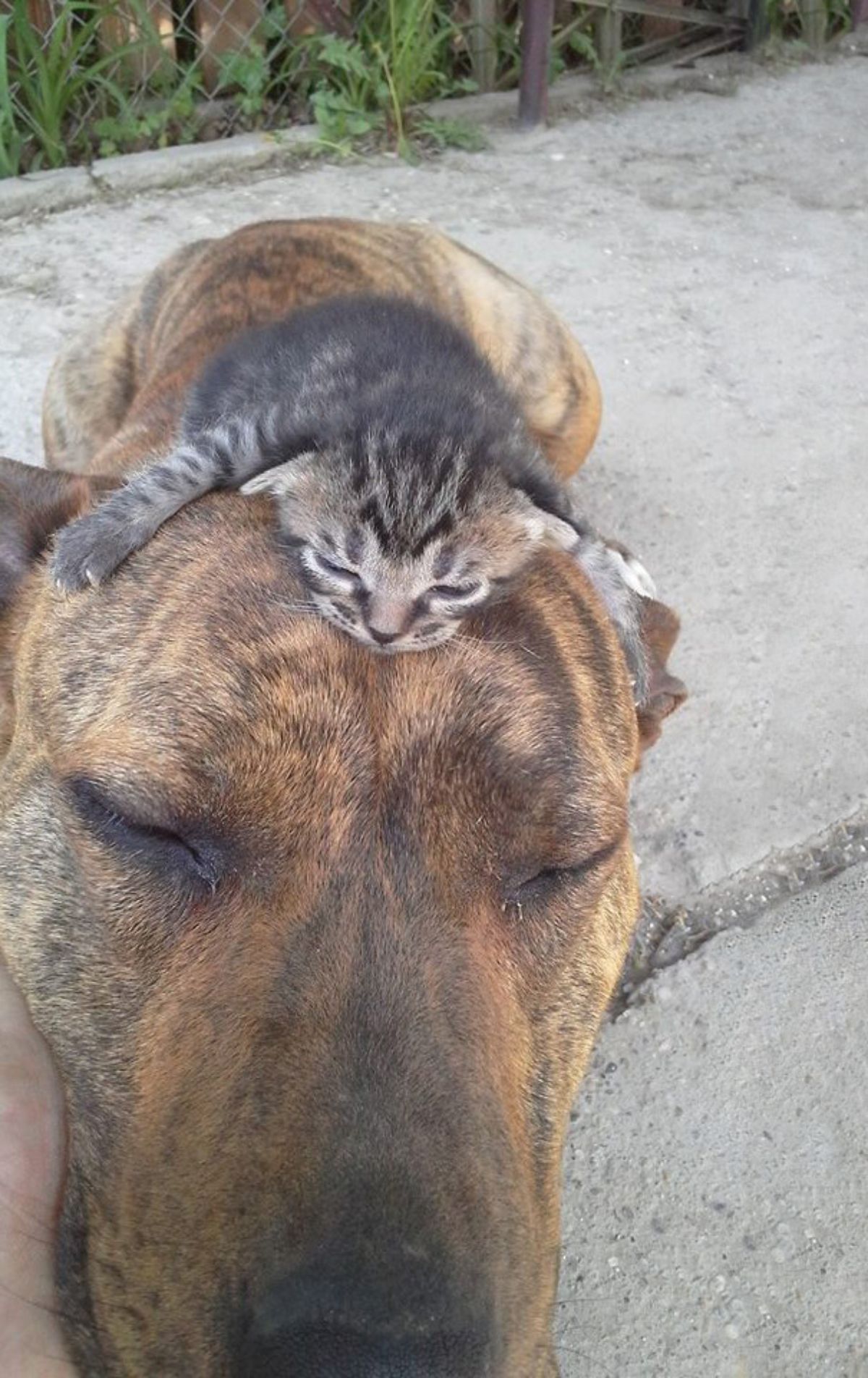 grey tabby kitten laying on a black and brown brindle dog getting chin scritches