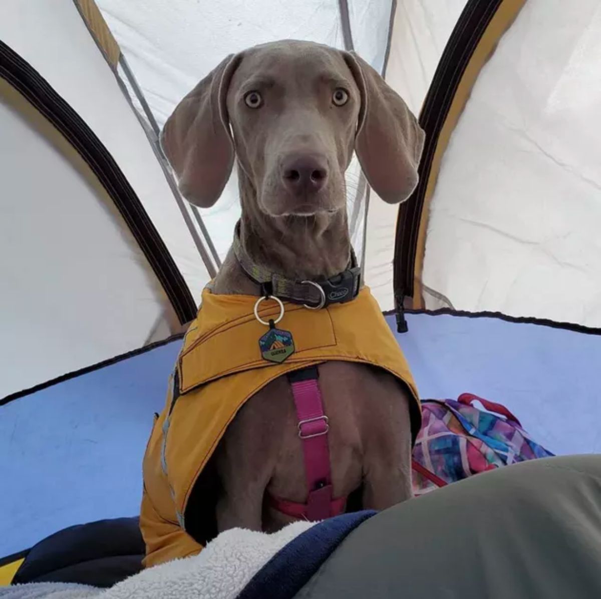 grey weimaraner in a yellow coat sitting inside a white camping tent