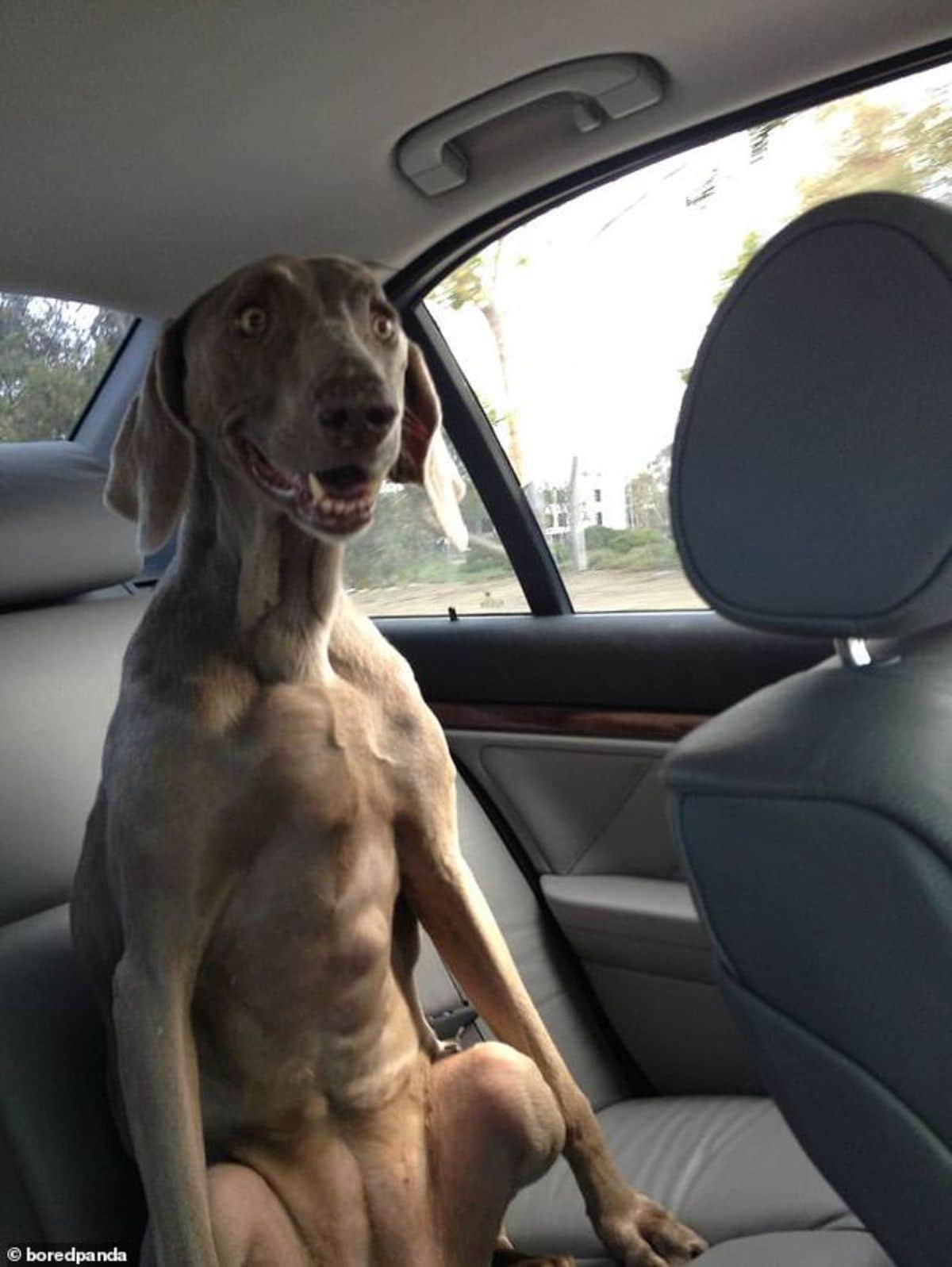 grey weimaraner sitting on its haunches in the backseat of a car