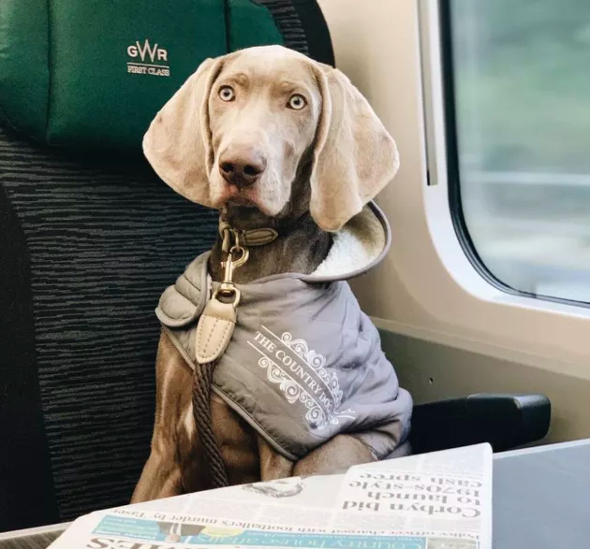 grey weimaraner wearing a grey jacket and sitting on a black and grey train seat