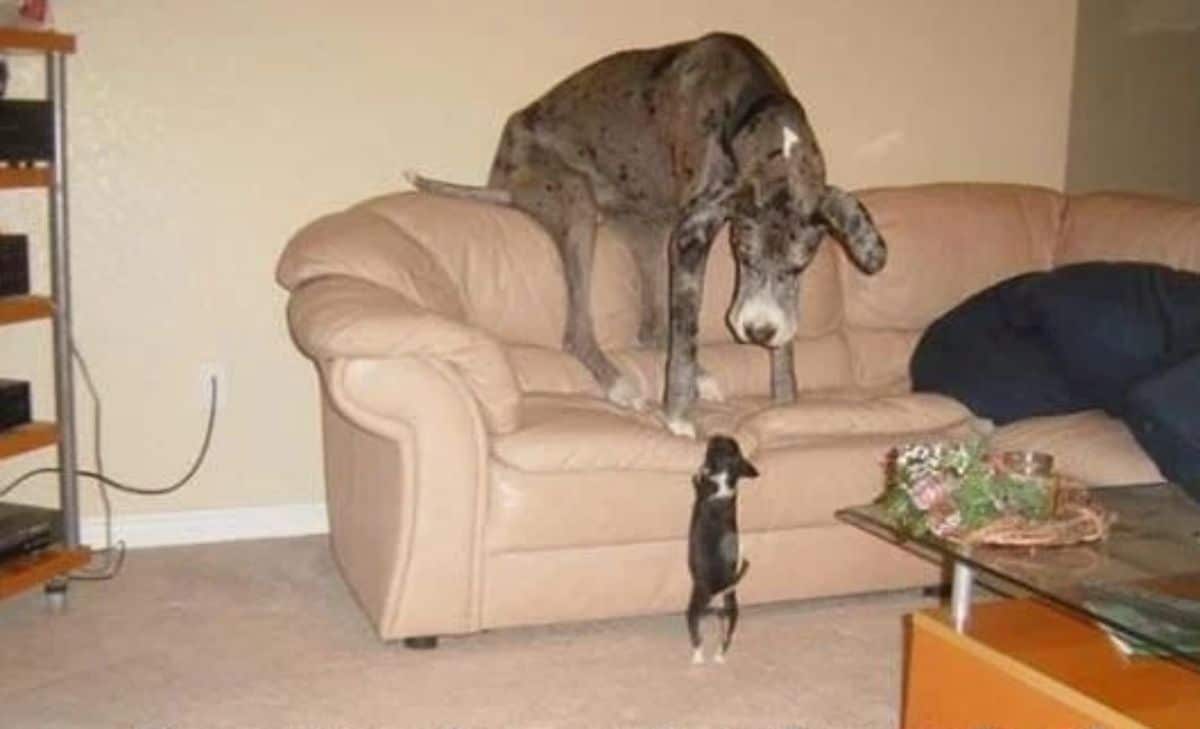 grey white and black spotted great dance on a beige sofa afraid of a small black and white dog standing on hind legs at the bottom of the sofa
