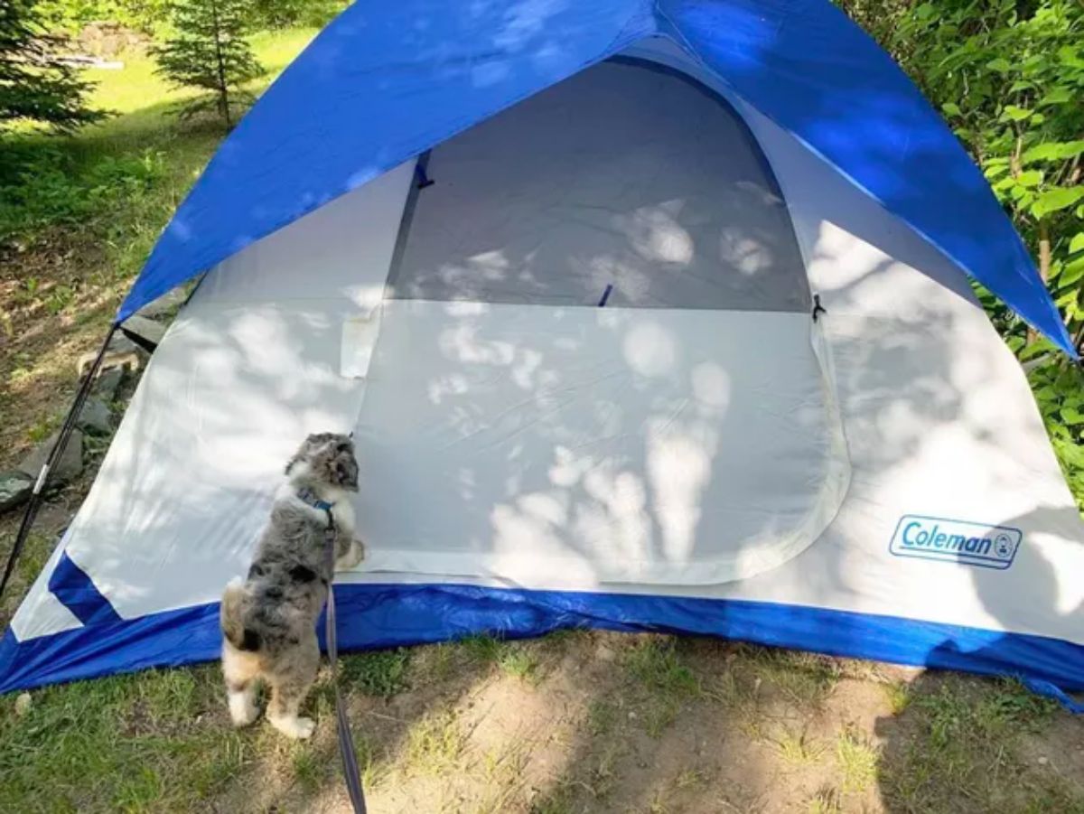 grey white and brown puppy standing on hind legs peeking into a white and blue camping tent