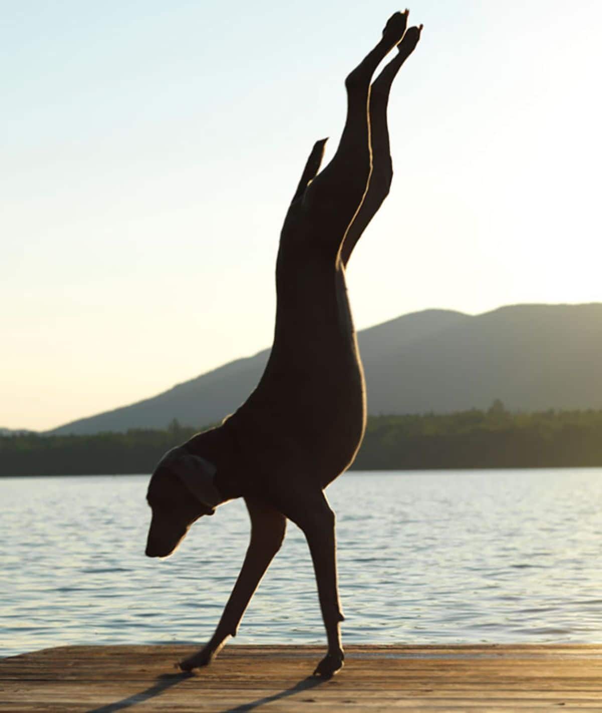 greyhound standing on front legs on a wooden pier by a lake