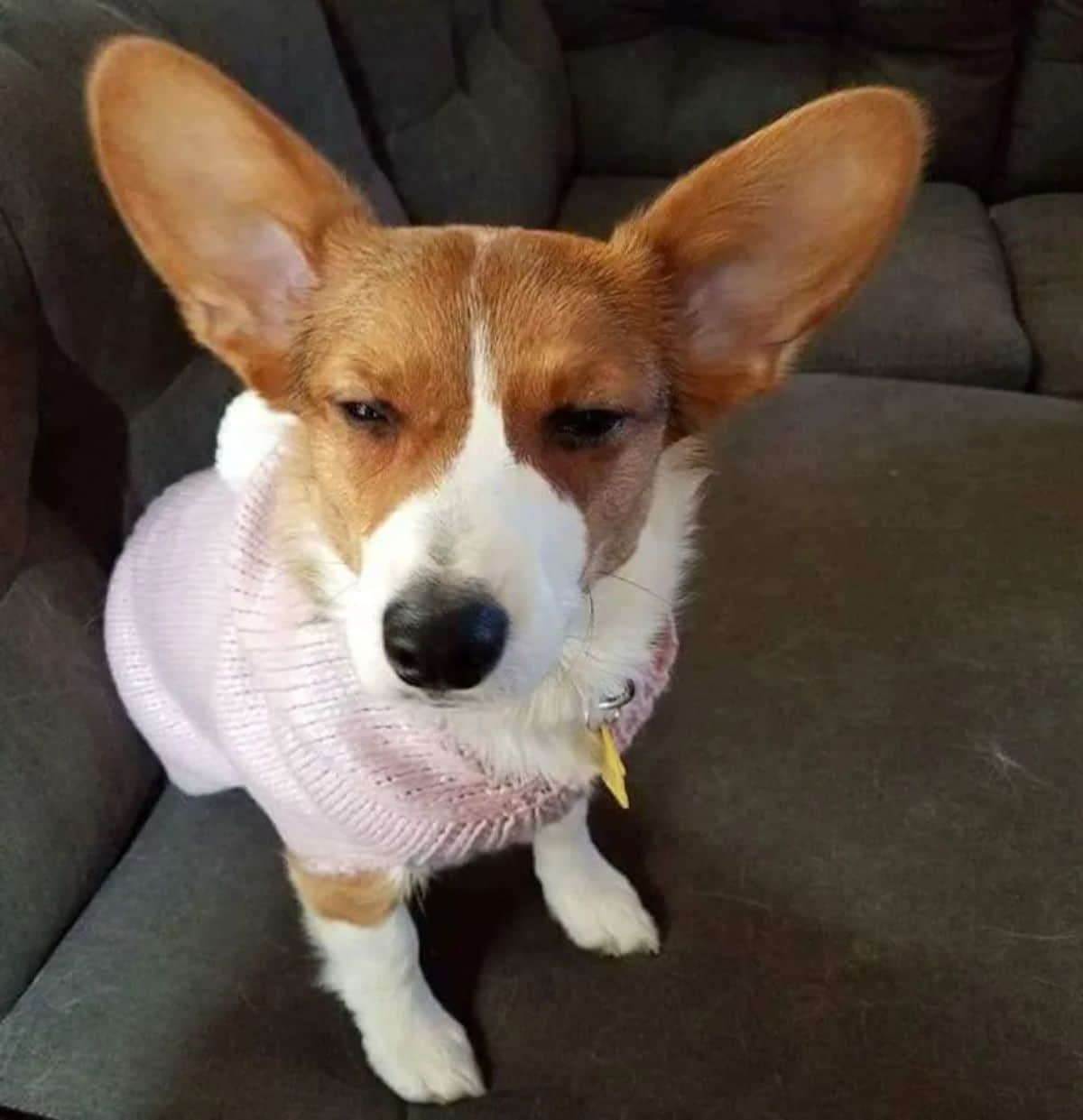 grumpy looking brown and white corgi in a pink sweater sitting on a black car seat