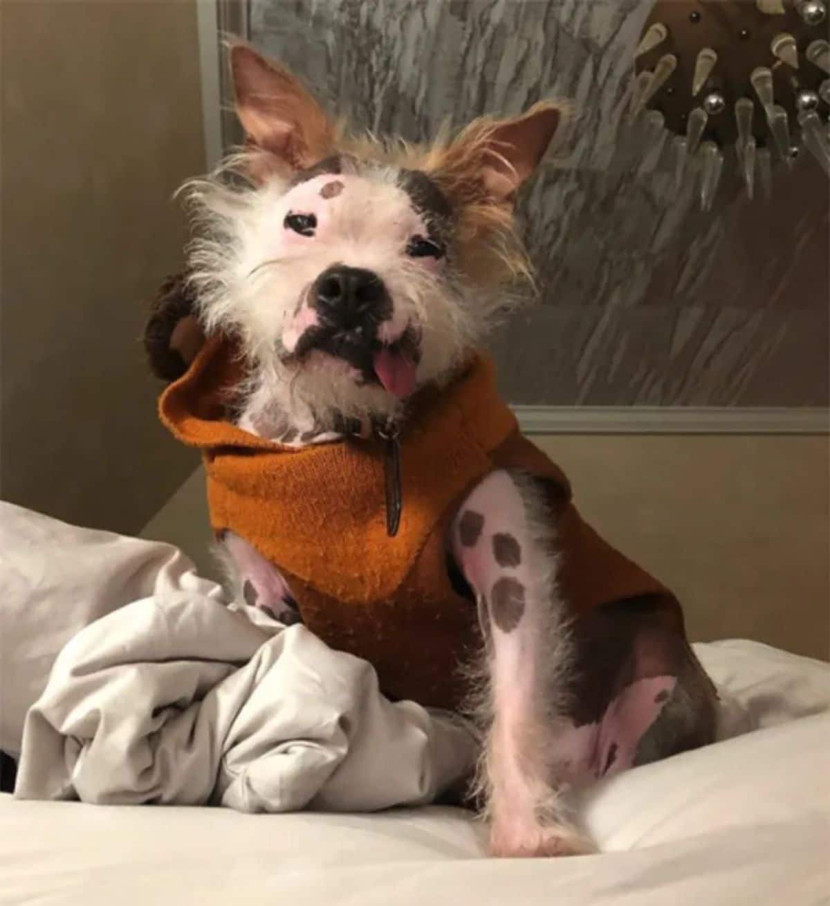 half fluffy and mostly hairless black and white dog in an orange sweater sitting on a white bed