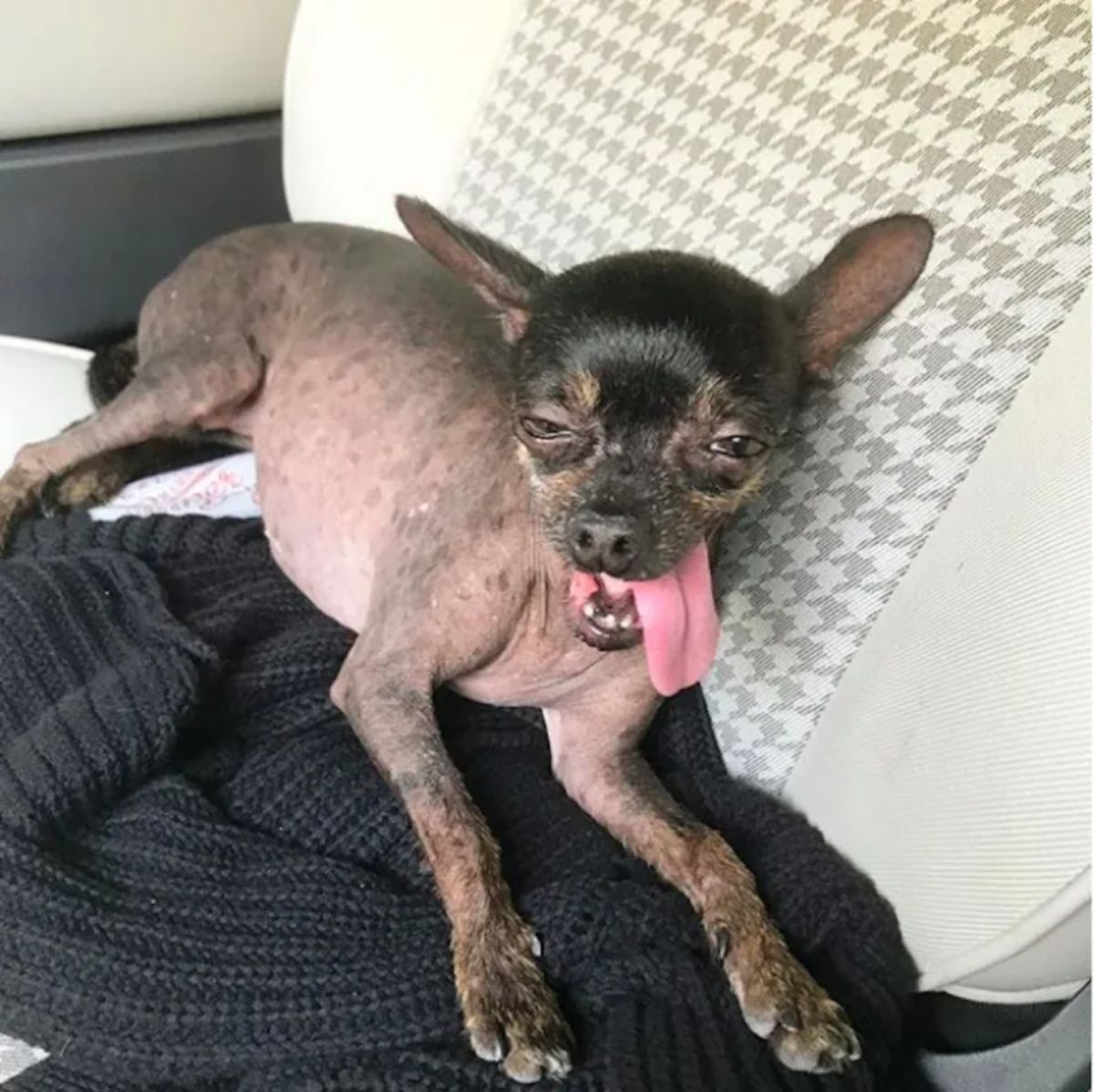 hairless black dog with the tongue hanging out laying on a black blanket on a white car seat