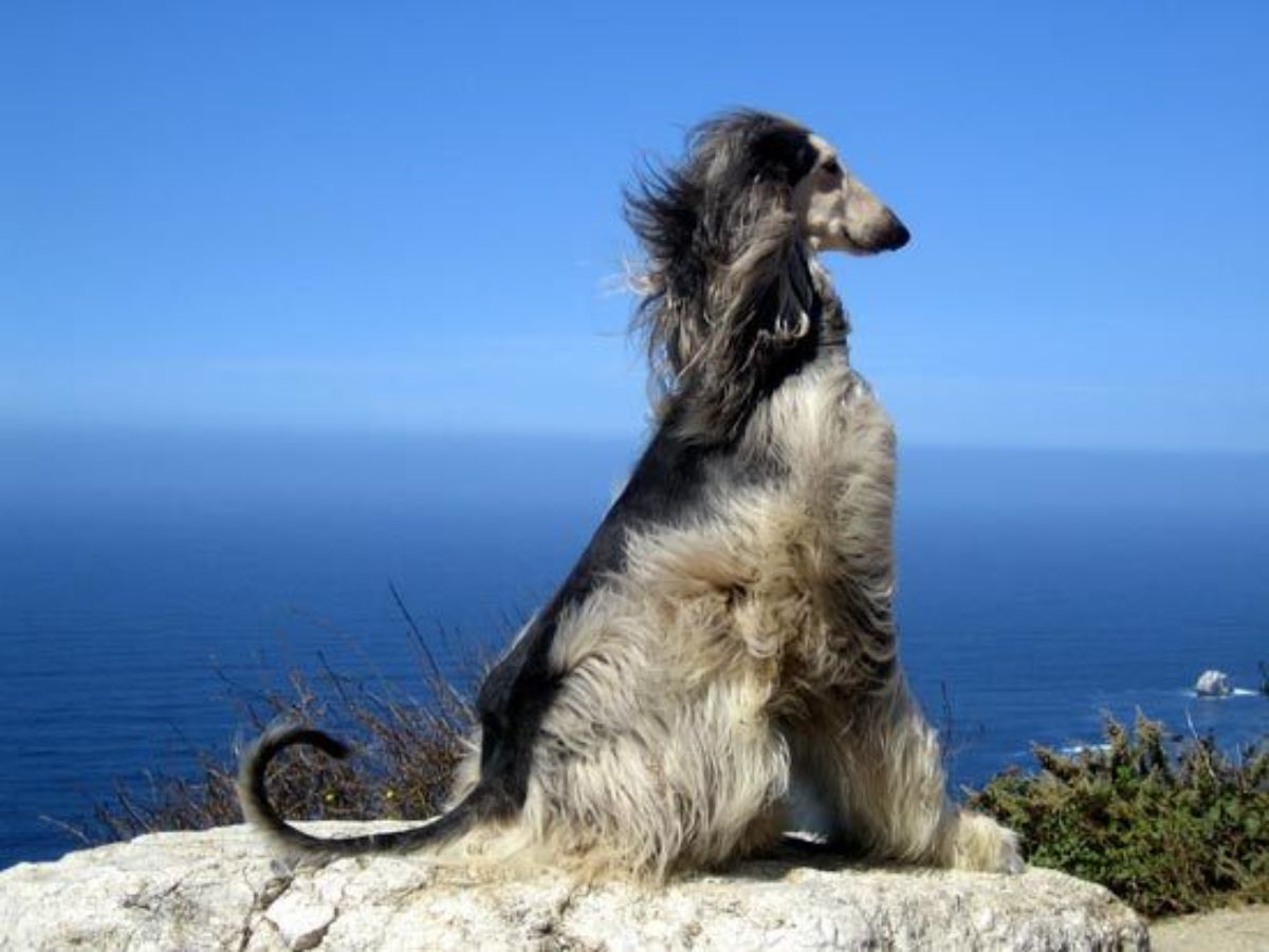 large black and brown dog sitting on a cliff edge with the fur being blown back by the wind