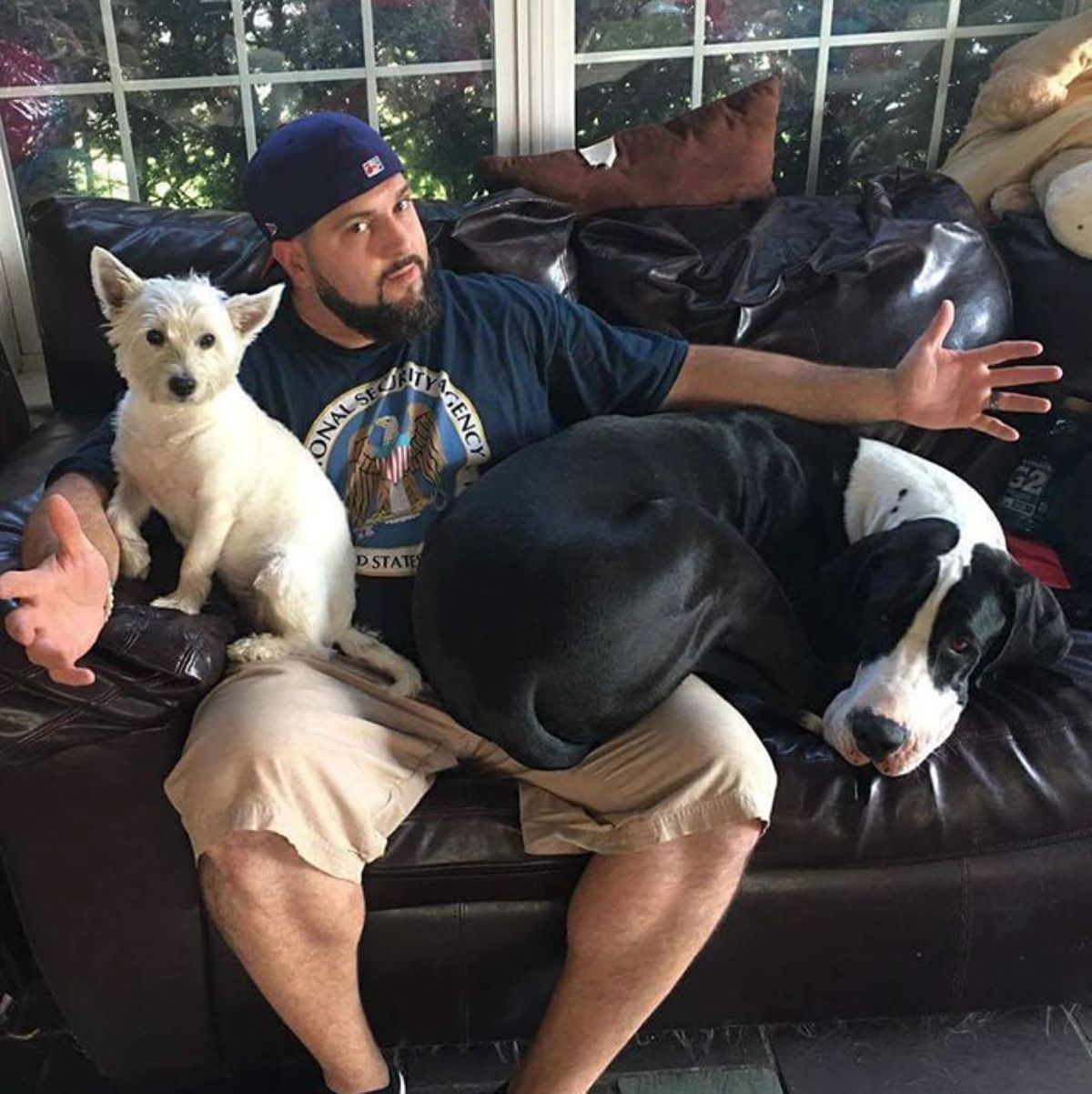 large black and white dog laying on a black sofa with the butt on a man's lap and a small white dog laying on the other half of his lap