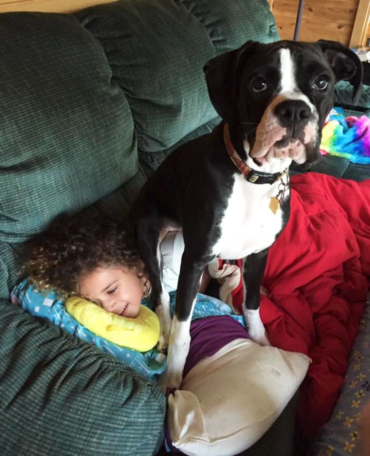large black and white dog sitting on a little girl laying down on a green sofa
