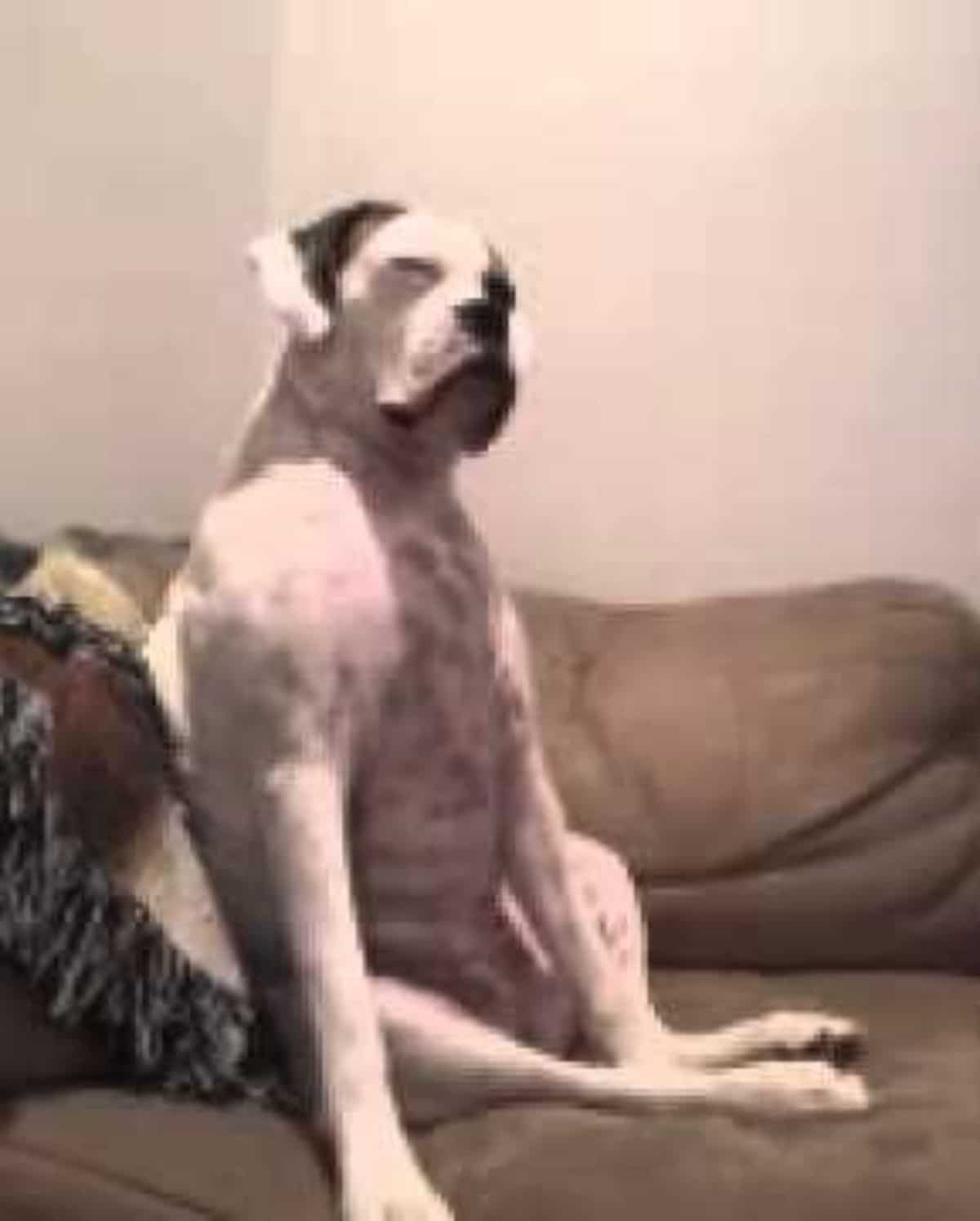 large black and white dog sitting on its haunches on a brown sofa