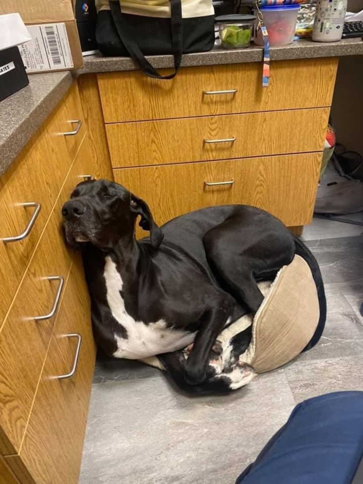 large black and white dog sleeping in a cat bed that has tipped over and the face is against brown kitchen cabinets