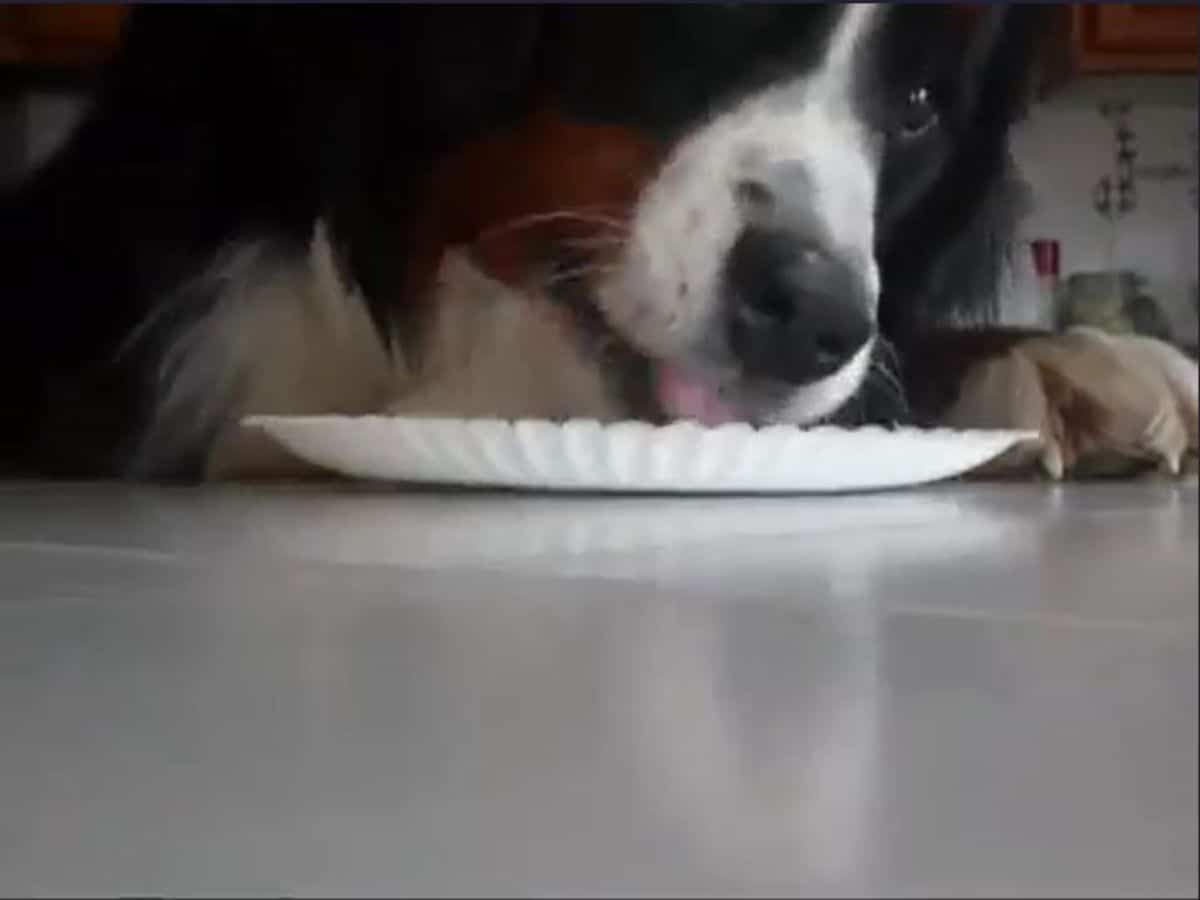 large black brown and white bernese mountain dog leaping up to eat food off of a white paper plate on a grey counter