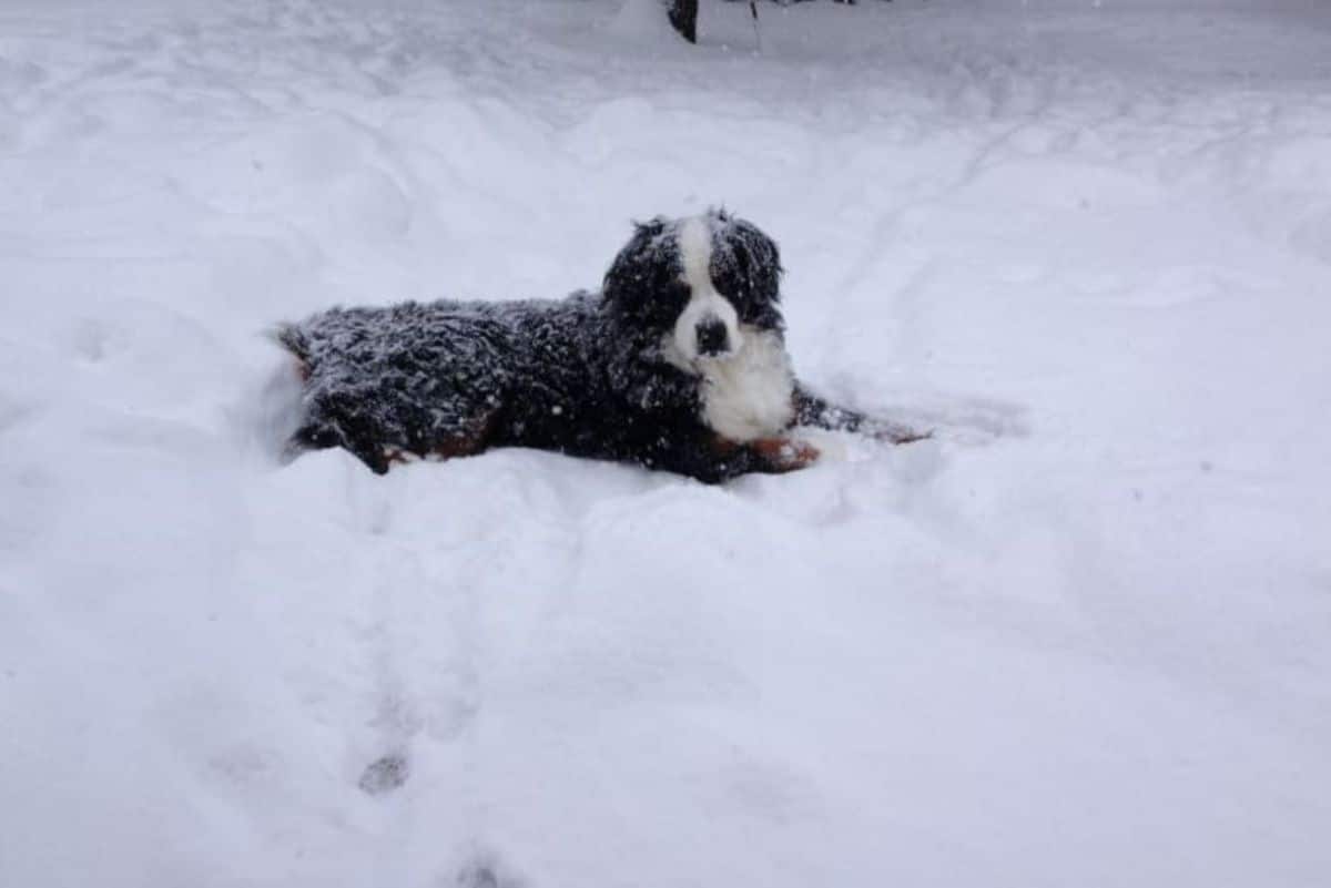 large black brown and white dog laying in snow