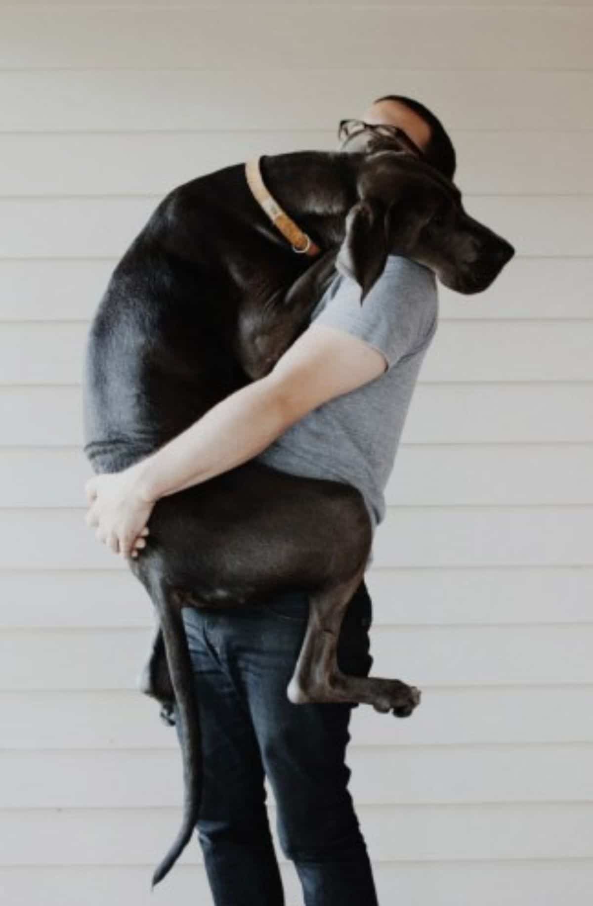 large black dog being carried by a man