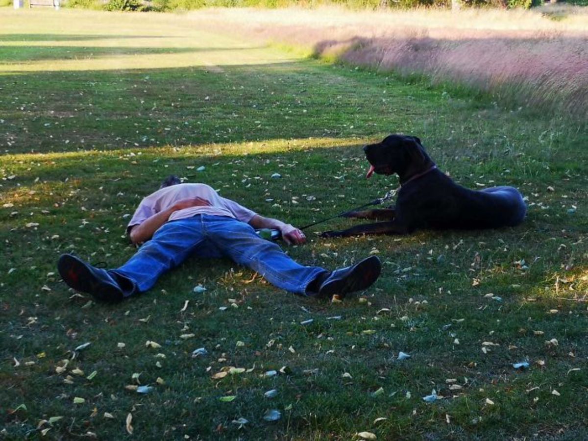 large black dog laying down on the grass with a man stretched out on the grass holding the dog's leash