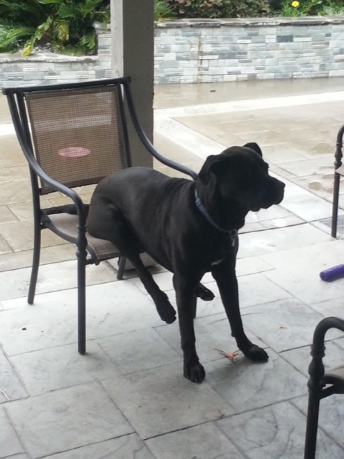 large black dog sitting on a patio chair with the front legs on the floor