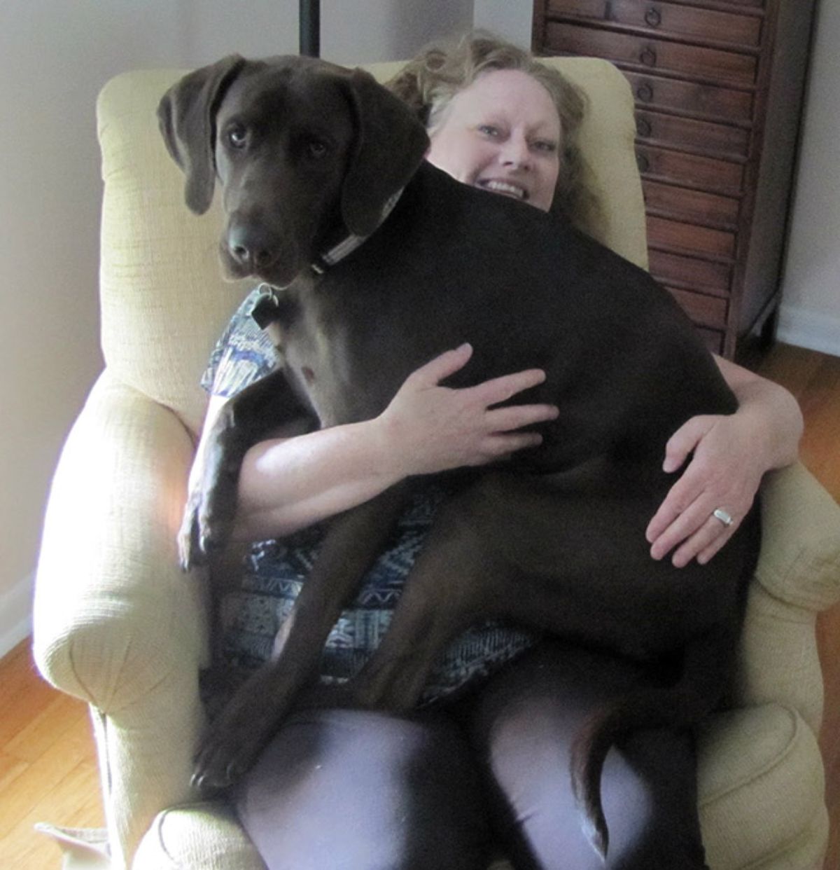 large black dog sitting on a woman's lap