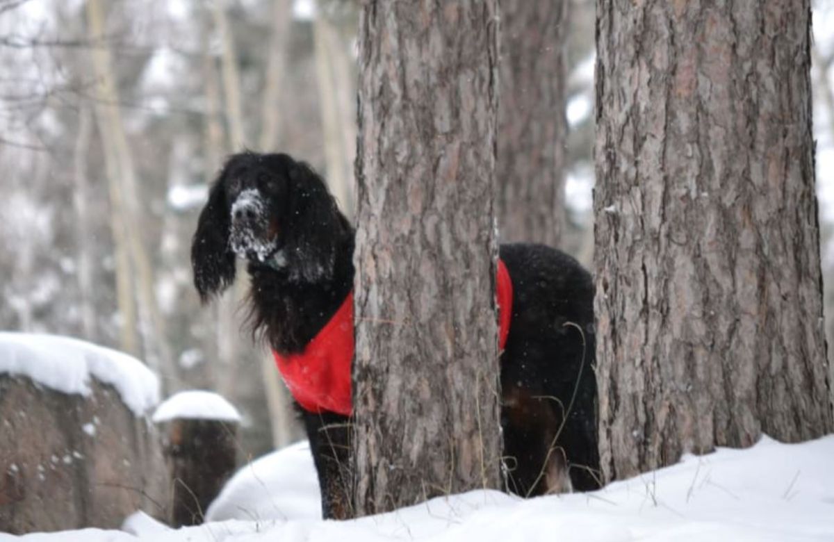 large black dog wearing red coat standing in snow behind a tree