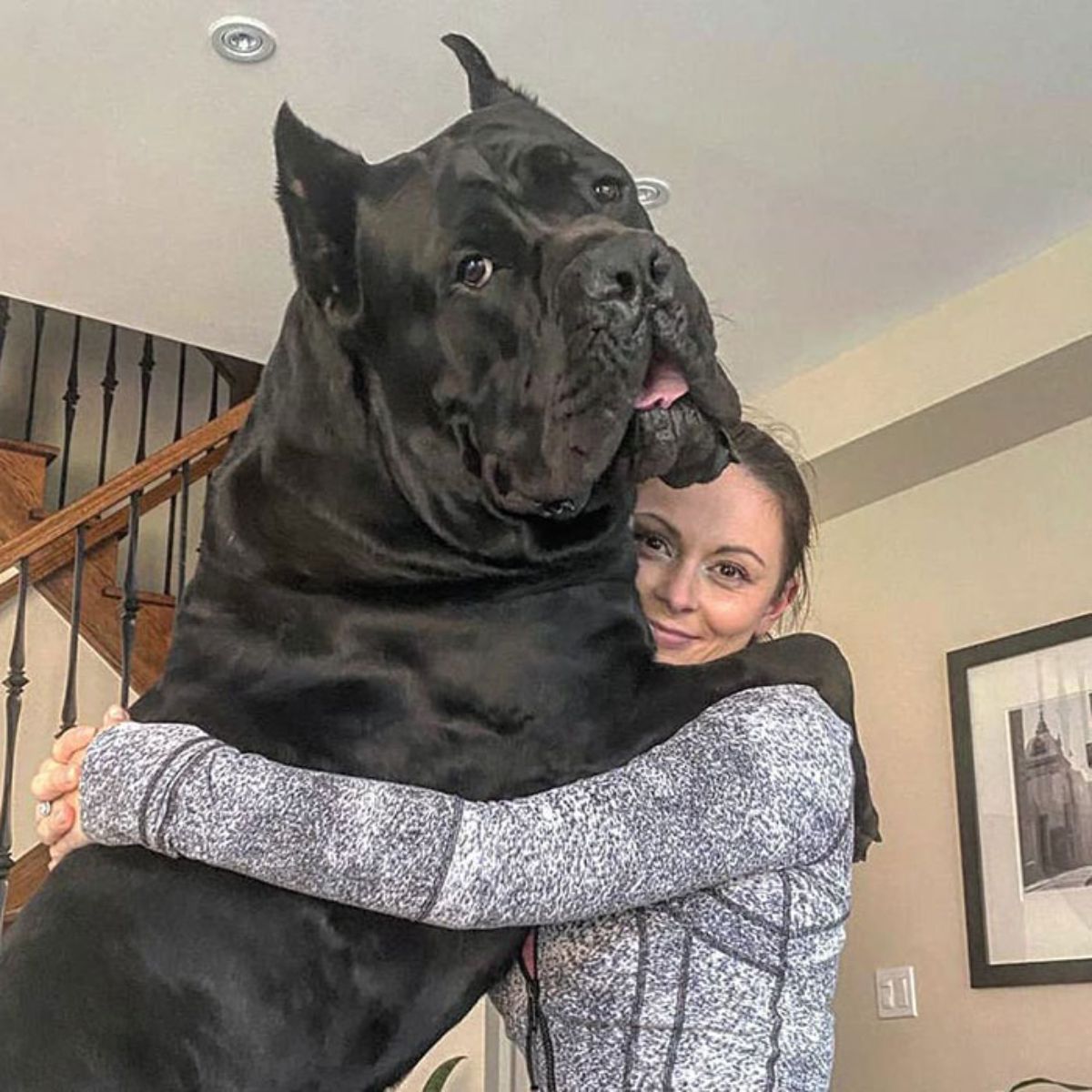 large black mastiff standing on hind legs and the dog and a woman are hugging each other