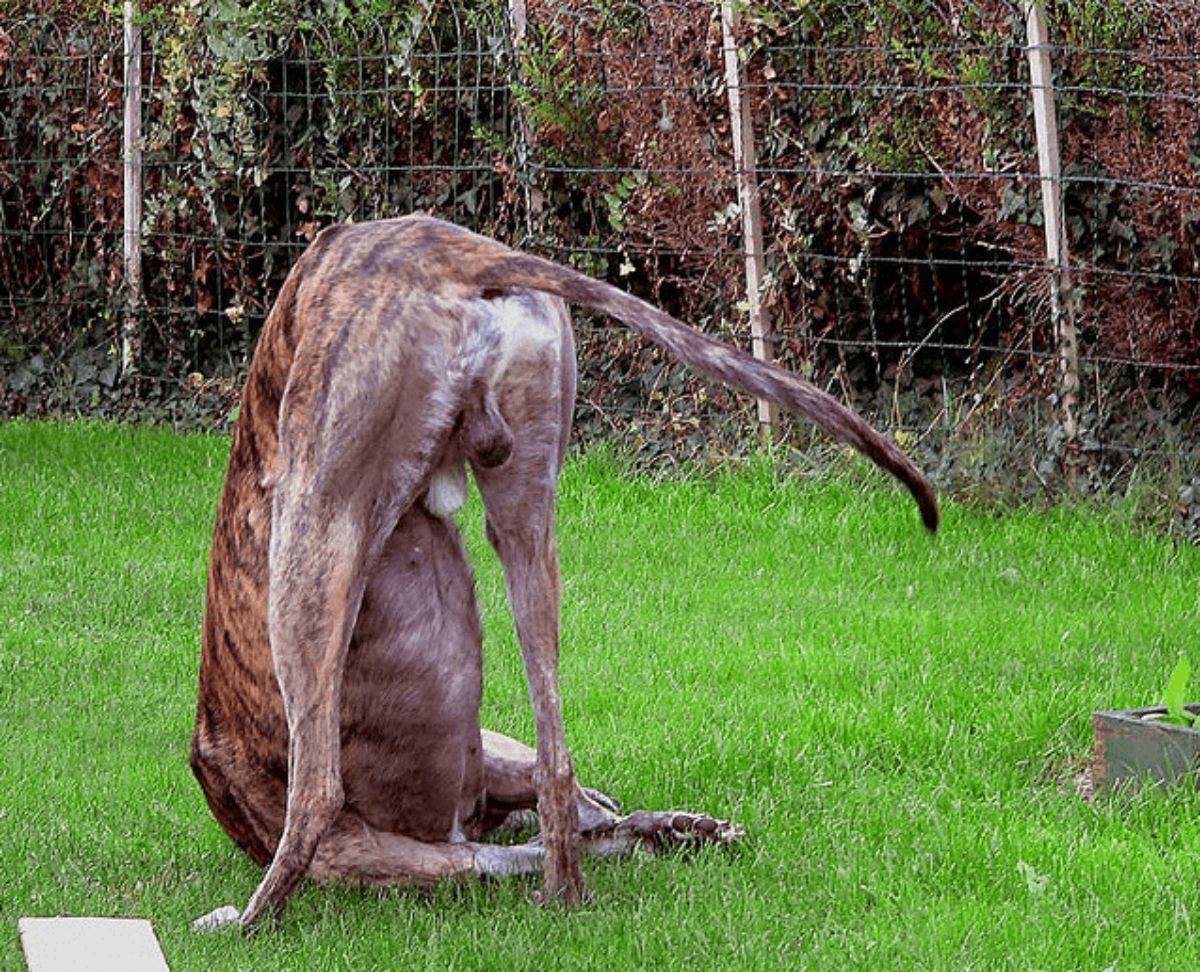 large brown and black brindle dog with the head on the grass and the body sticking up