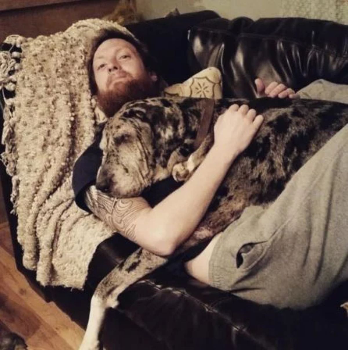 large brown and black dog sleeping laying on a man laying on a couch