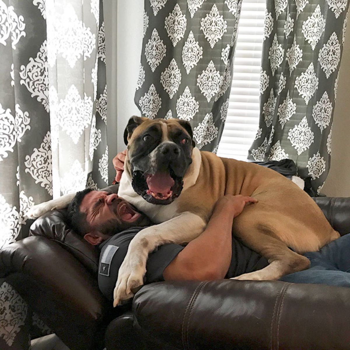 large brown and white dog laying on a man and both of them are screaming