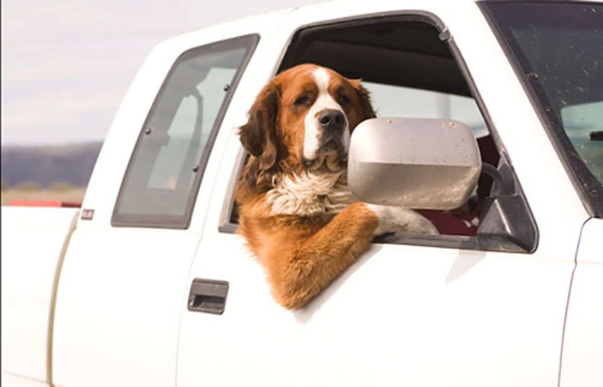 large brown and white dog sitting in a passenger seat of a truck with one leg partly out