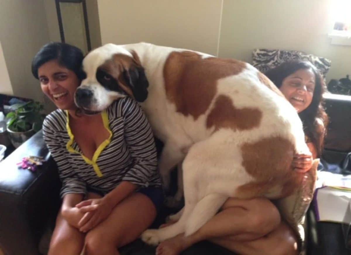 large brown and white dog sitting on a woman's lap and resting the chin on a laughing woman's shoulder