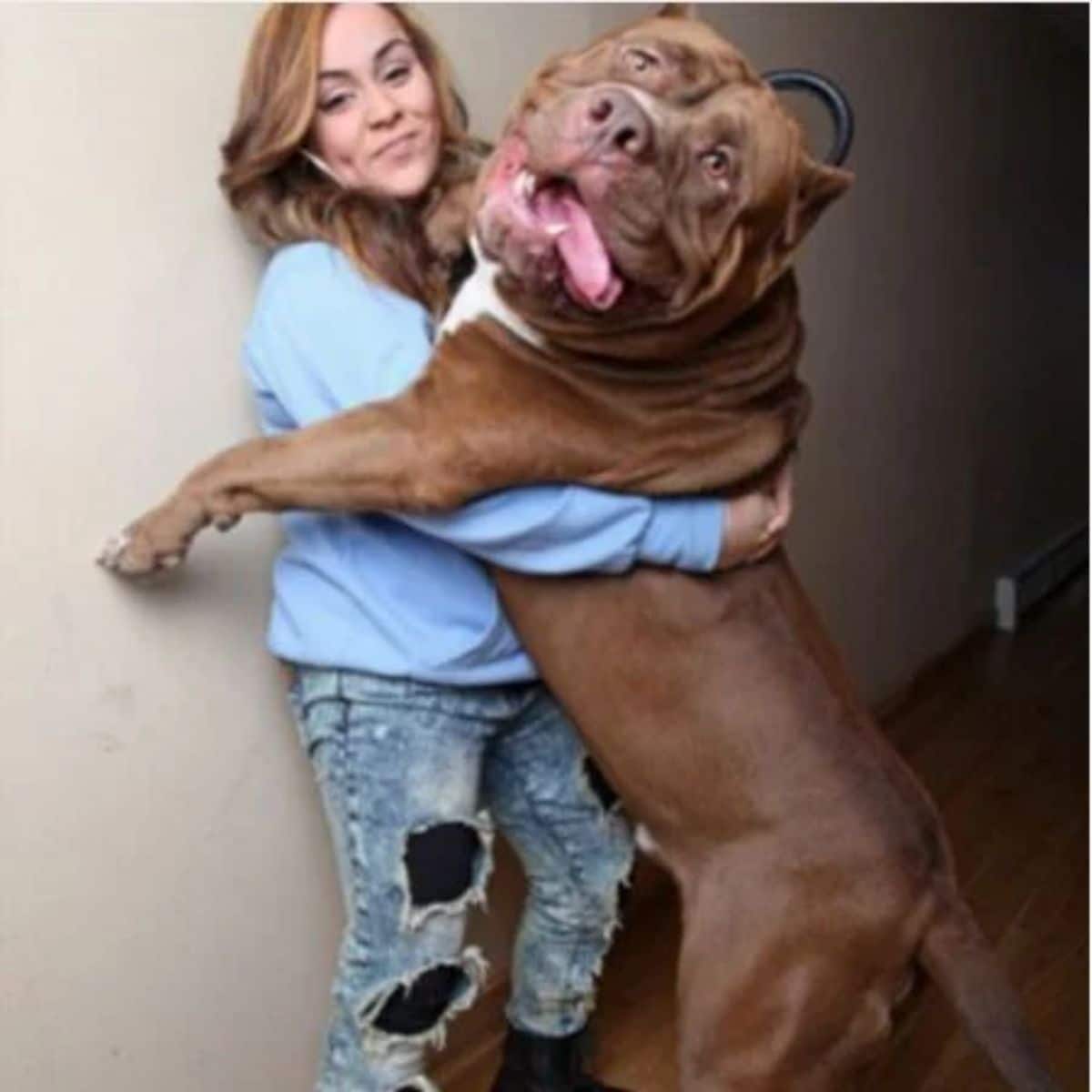 large brown and white dog standing on hind legs and being hugged by a woman