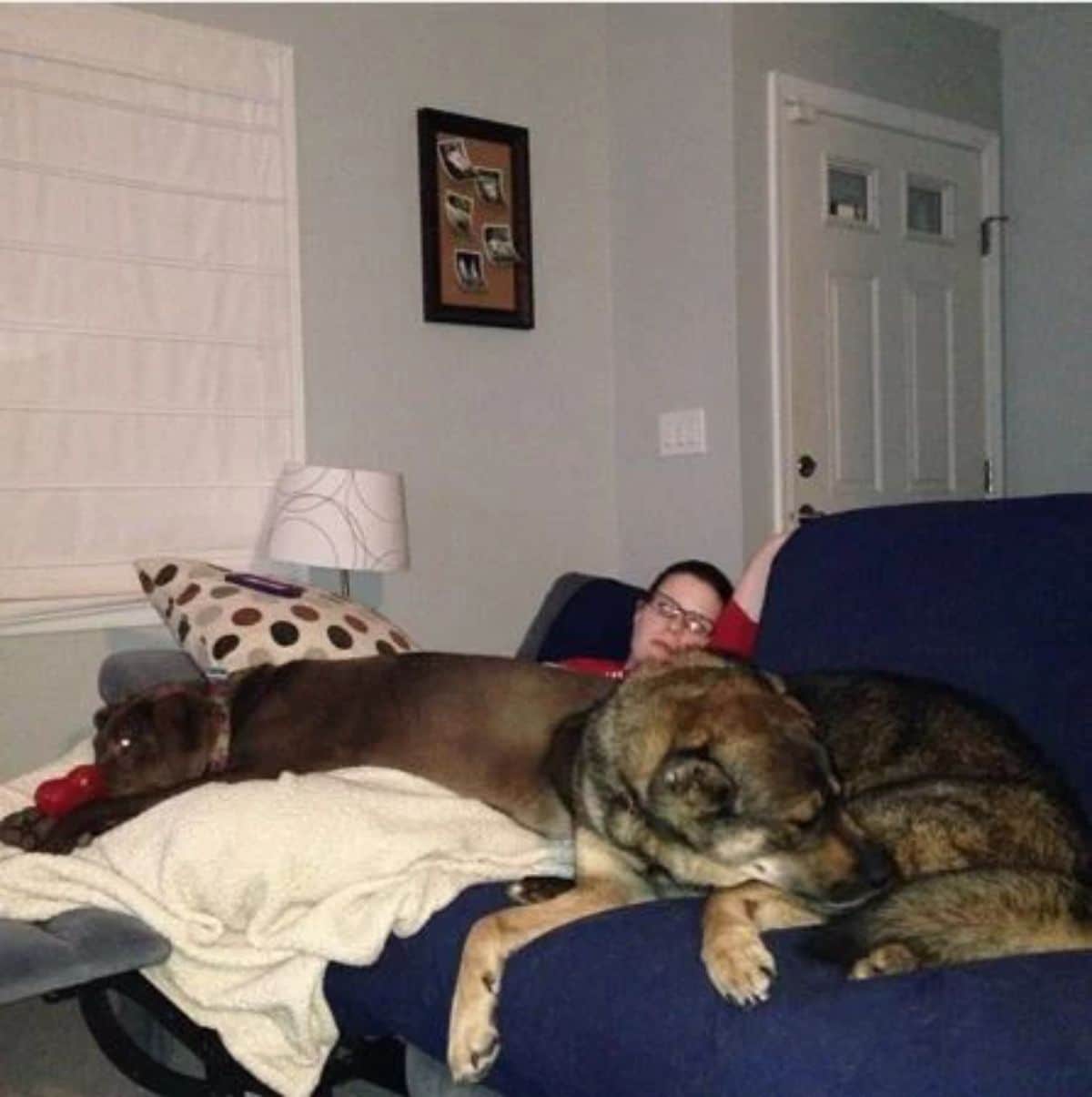 large brown dog and large black brown and white dog laying on a sleeping person's lap