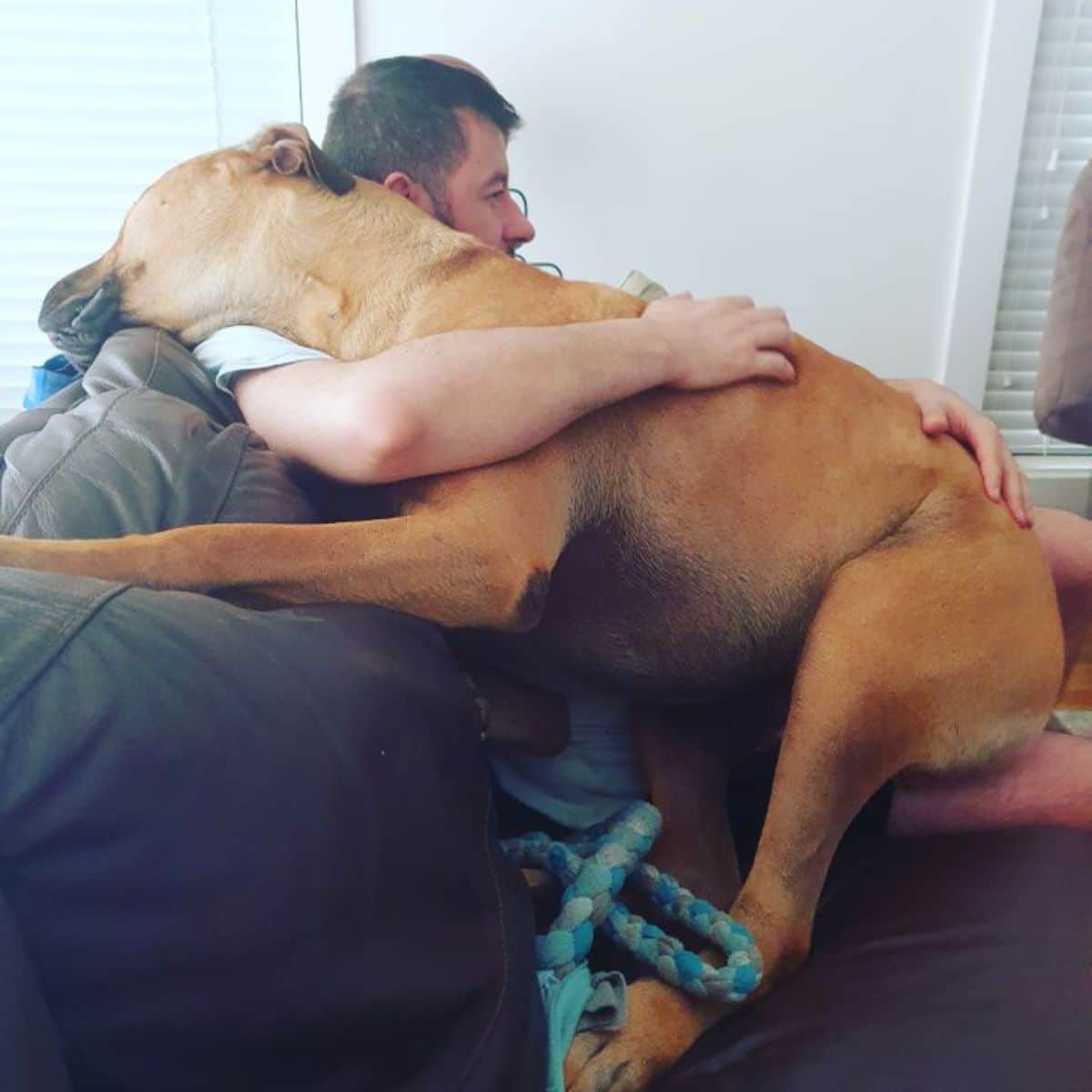 large brown dog being hugged by a man