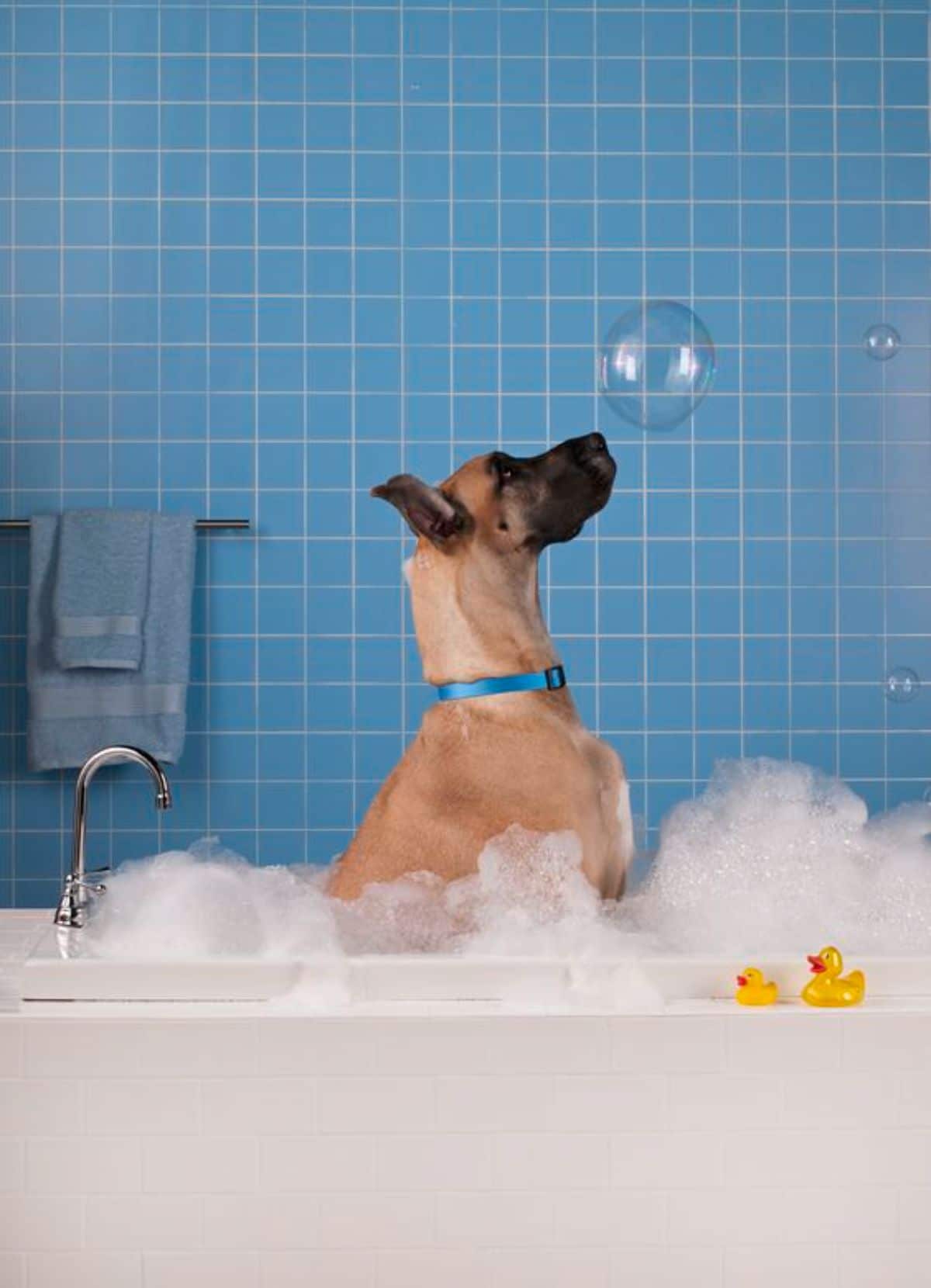 large brown dog in a sudsy bathtub looking at a giant bubble above the head
