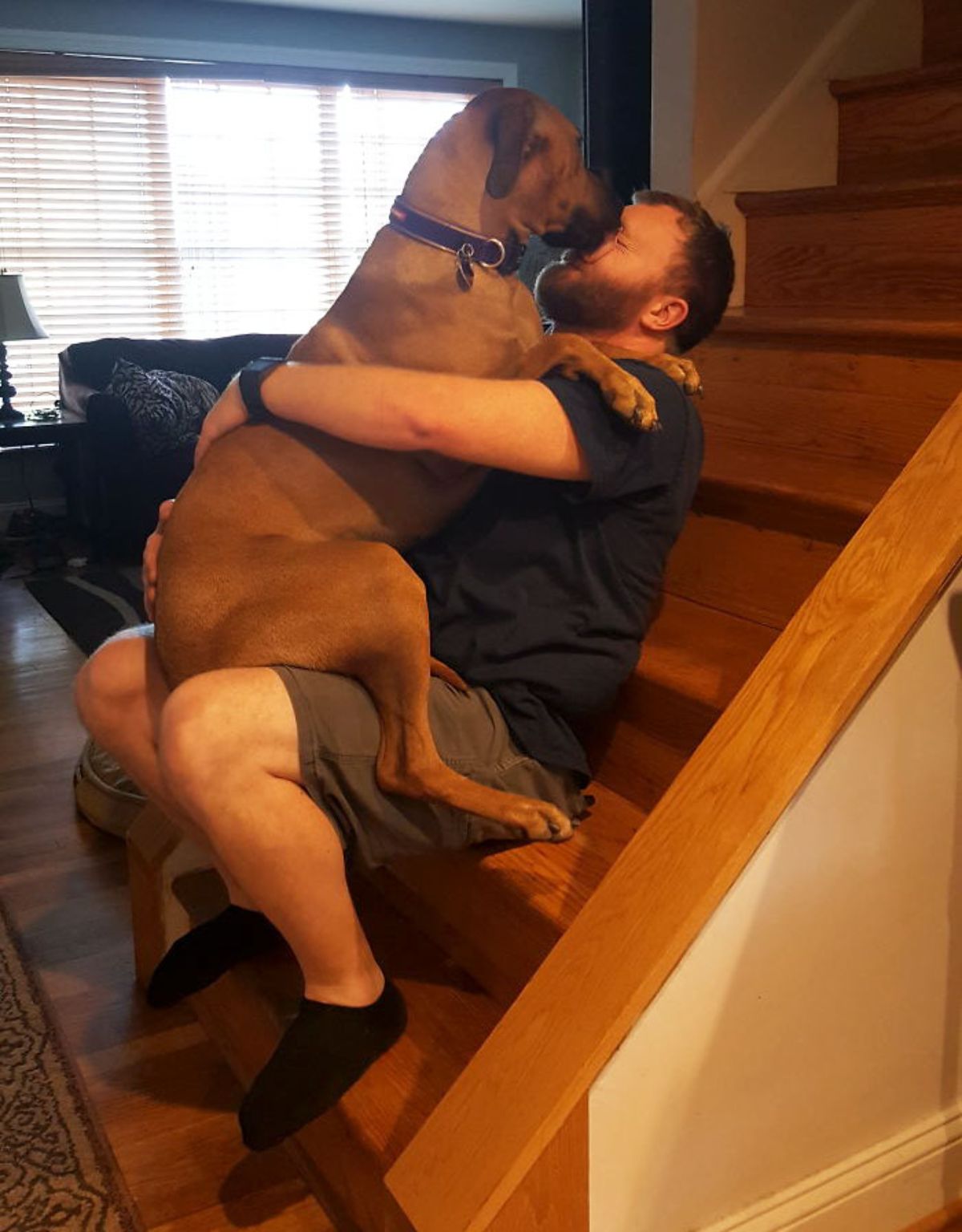 large brown dog sitting on a man's lap and being hugged while the dog is licking his face