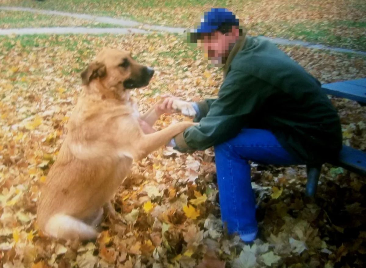 large brown dog sitting on haunches on leaves with a man on a bench holding the dog's front paws
