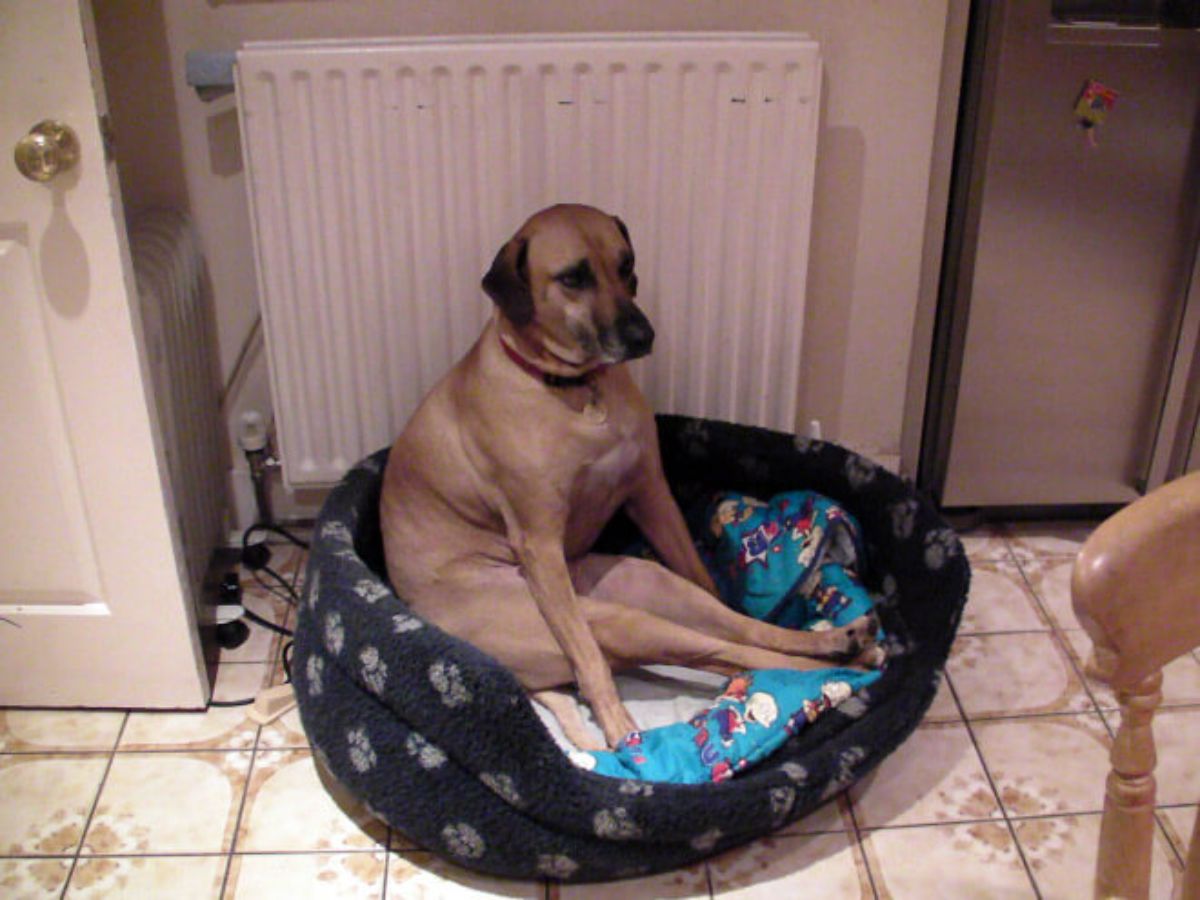 large brown dog sitting on its haunches in a black dog bed with the back legs stretched between the two front legs