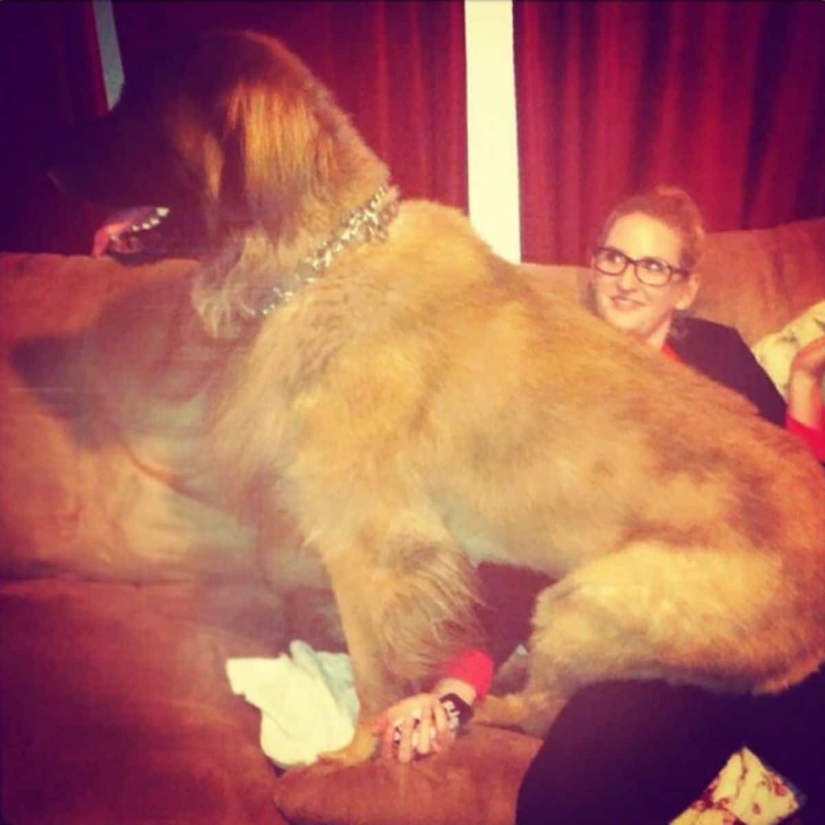 large brown fluffy dog sitting on a woman's lap