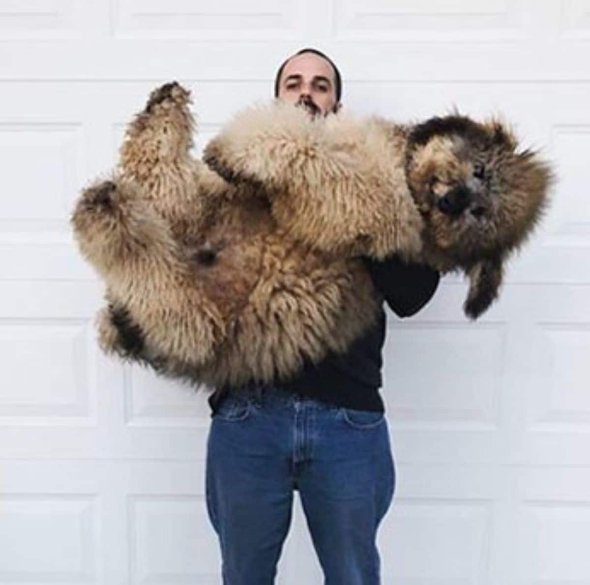 large brown goldendoodle being carried by a man