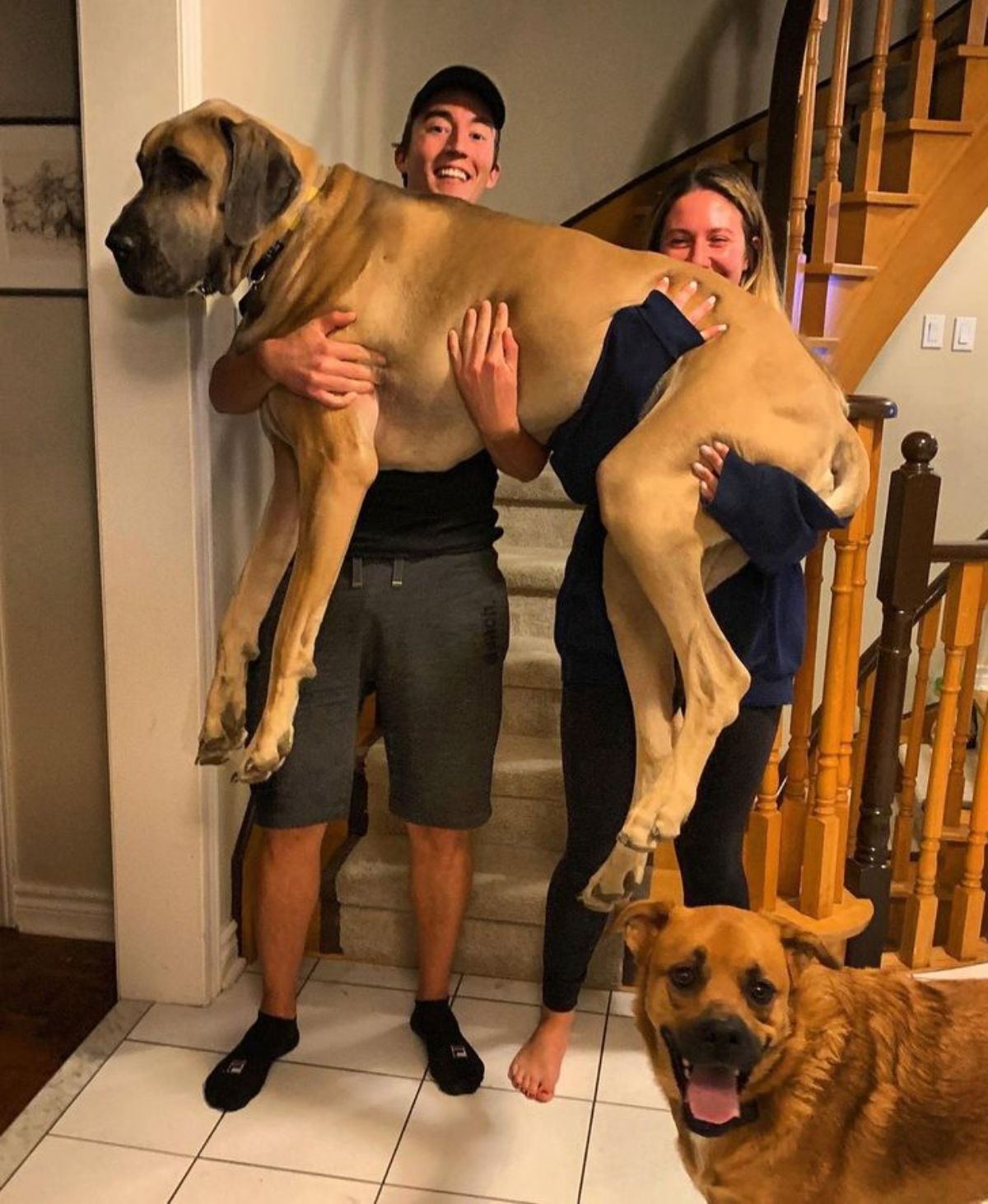 large brown mastiff being held up by a man and a woman with another brown dog on the floor
