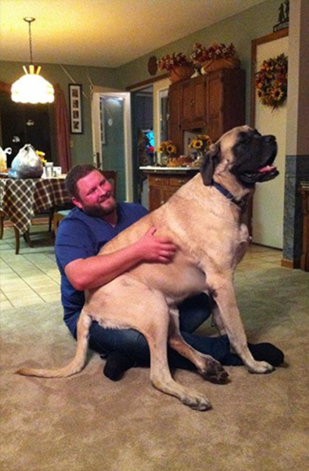large brown mastiff sitting on a man's lap