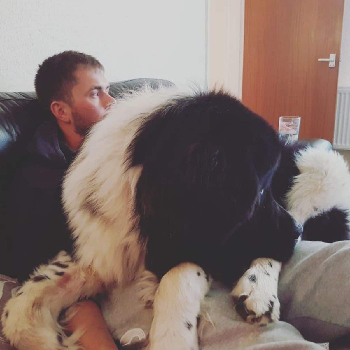 large fluffy black and white dog laying on a man's lap