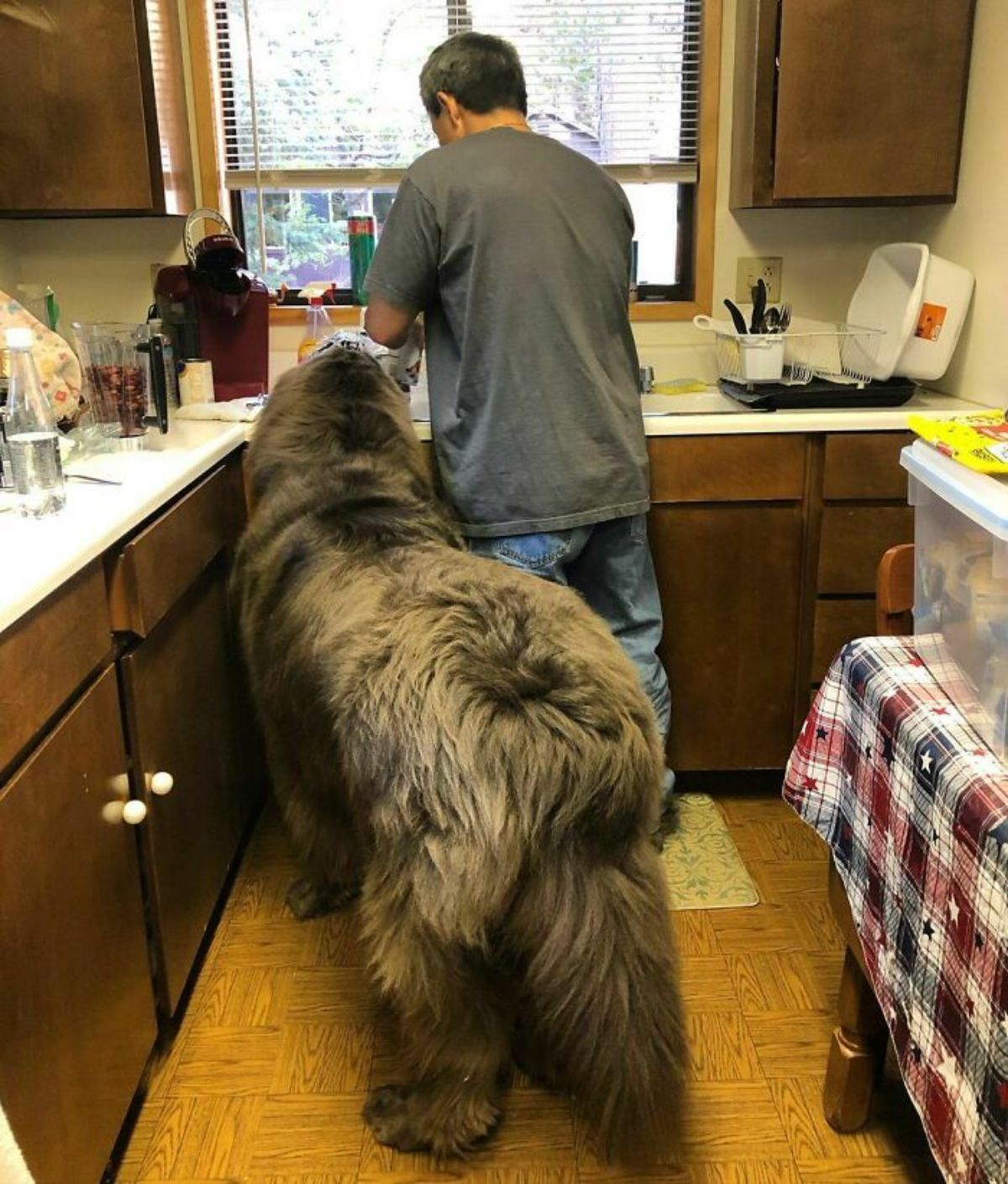 large fluffy brown and black dog standing next to a man at a kitchen counter