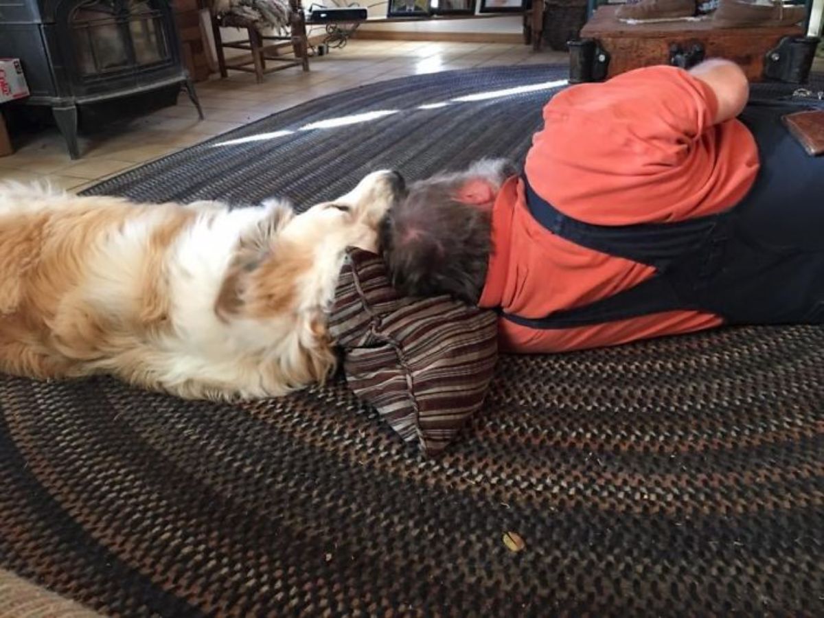 large fluffy brown and white dog and an old man laying on a black brown and white carpet and laying the head on a brown and white cushion