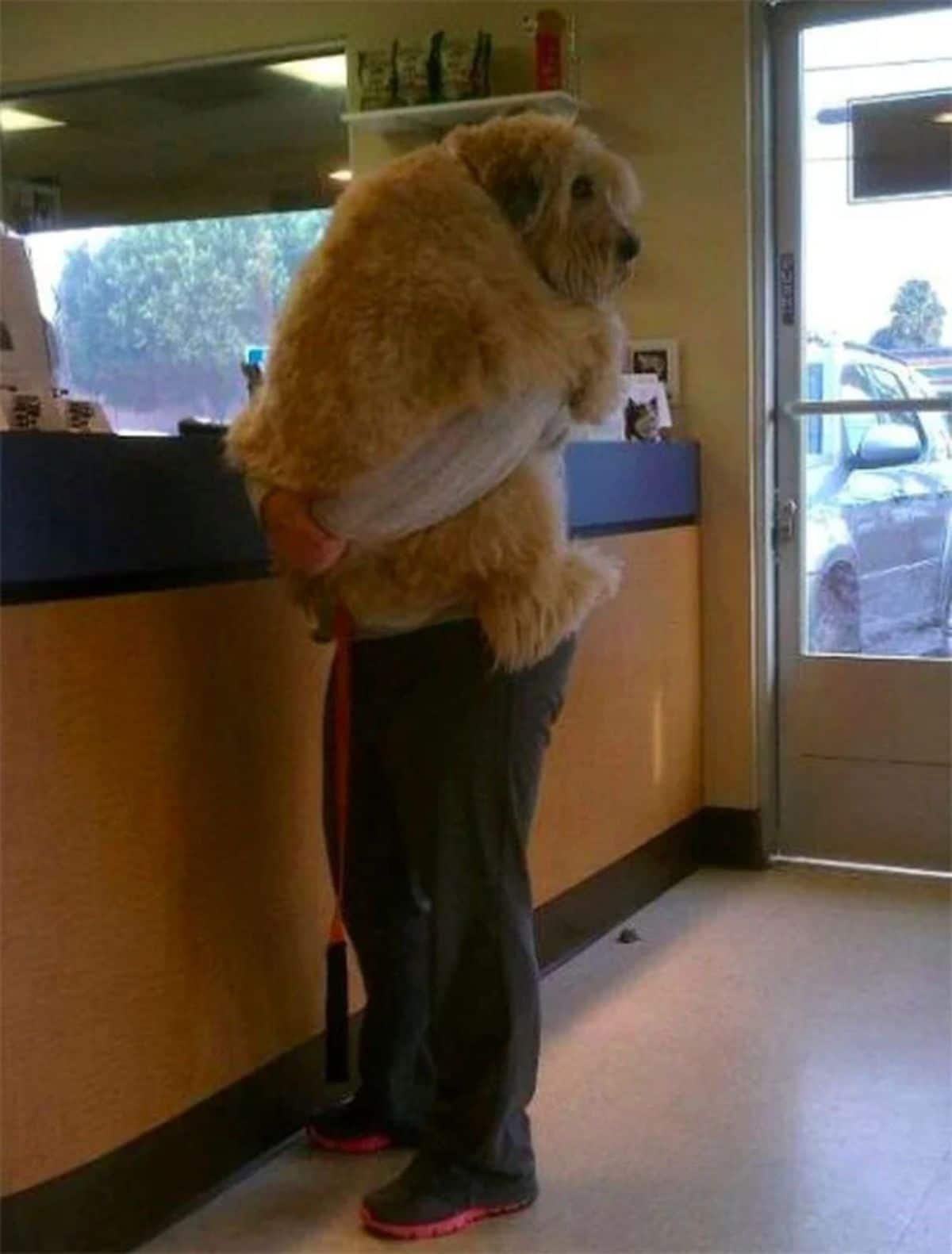 large fluffy brown dog being carried by someone at a vet clinic