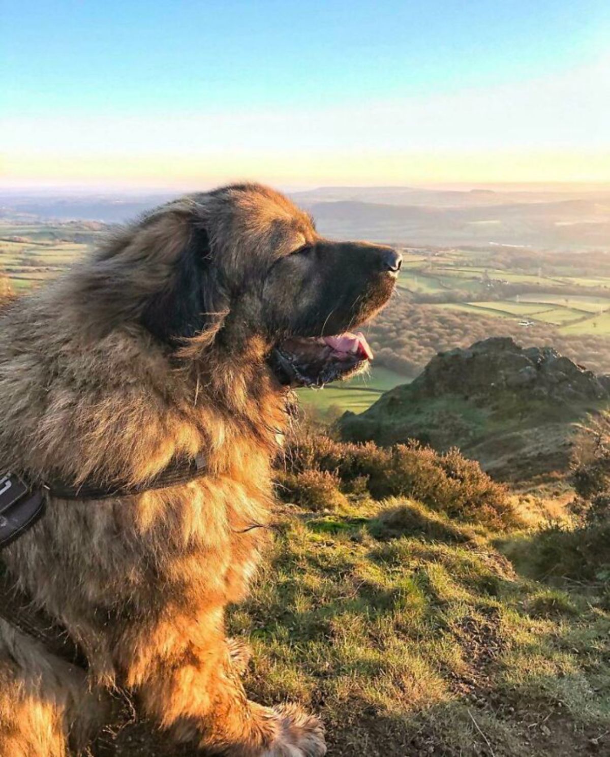 large fluffy brown dog standing on a hill
