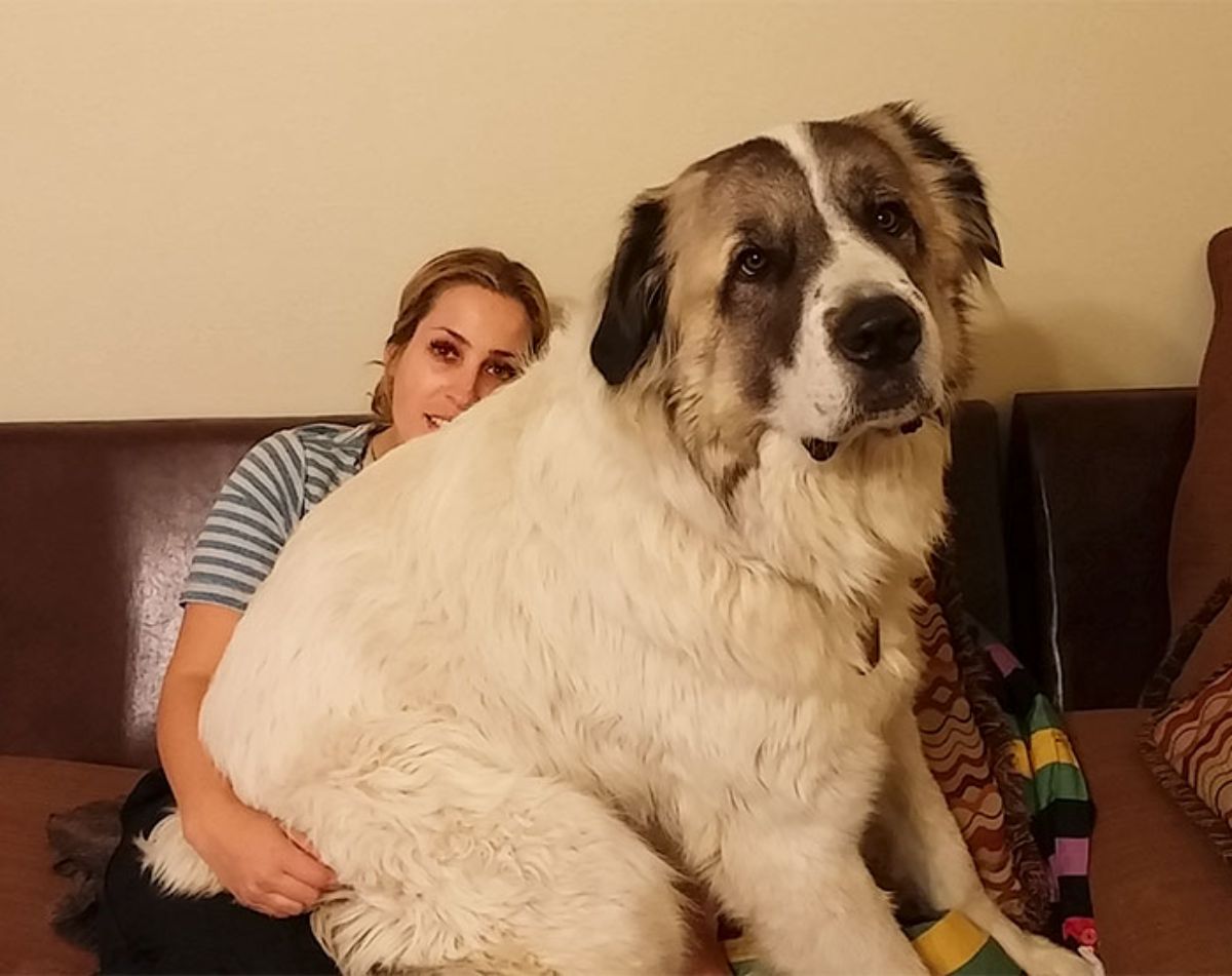 large fluffy white and brown dog sitting on a woman's lap