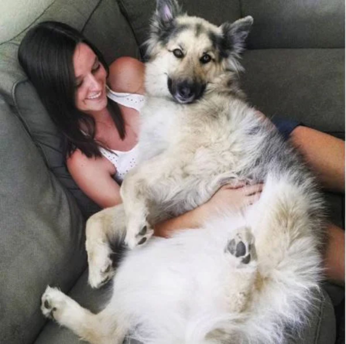large fluffy white brown and grey dog laying on a woman's lap and being held
