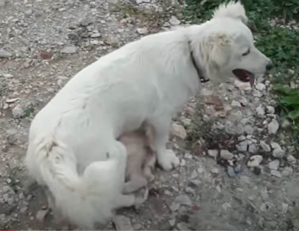 large fluffy white dog laying on a white cat on a rocky area