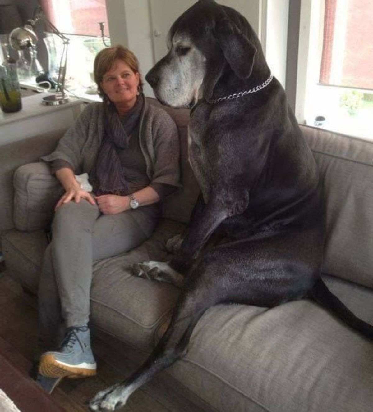 large old black dog sitting up on a grey sofa next to a woman