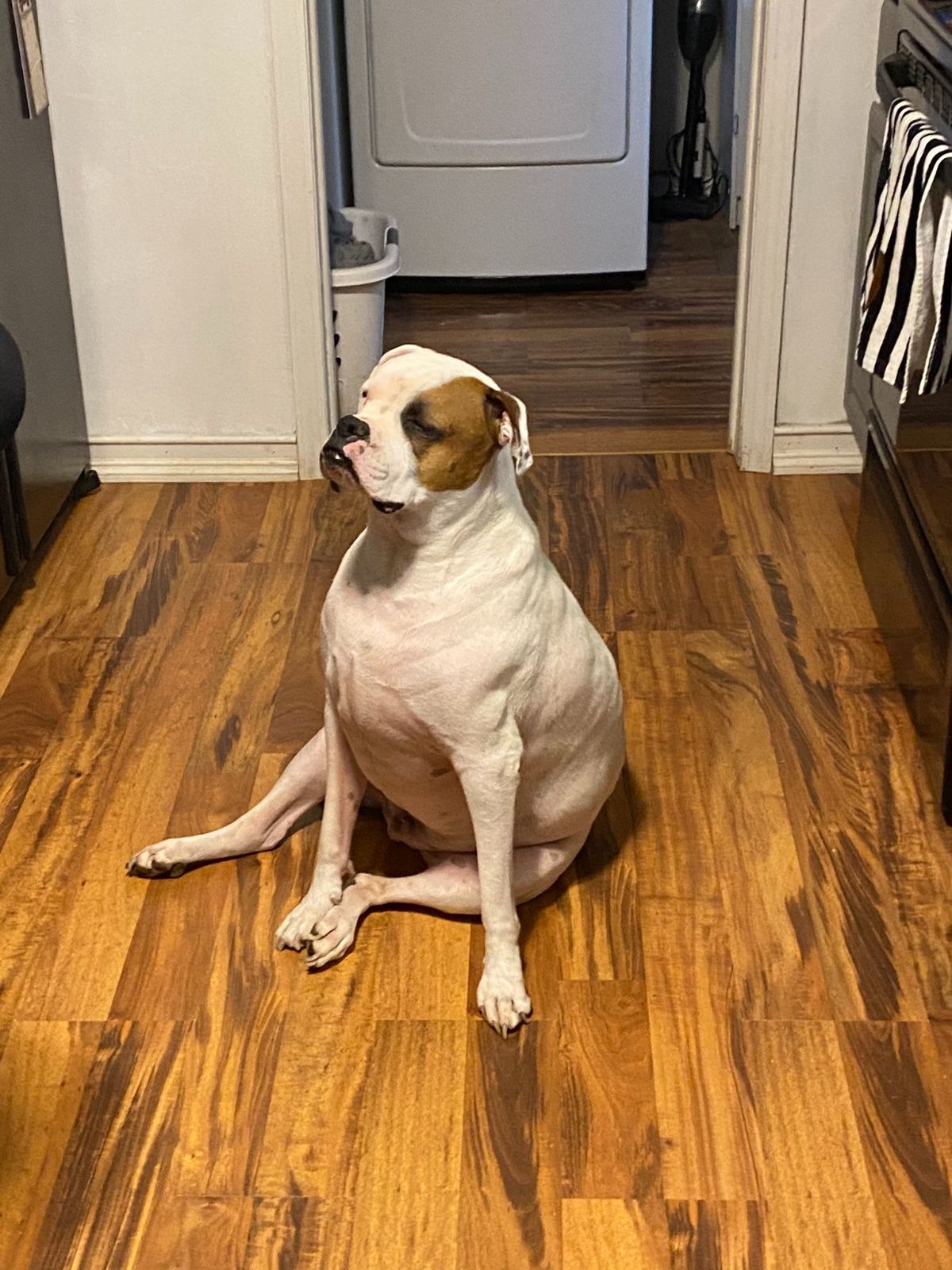 large white and brown dog sitting on its haunches on a brown wooden kitchen floor