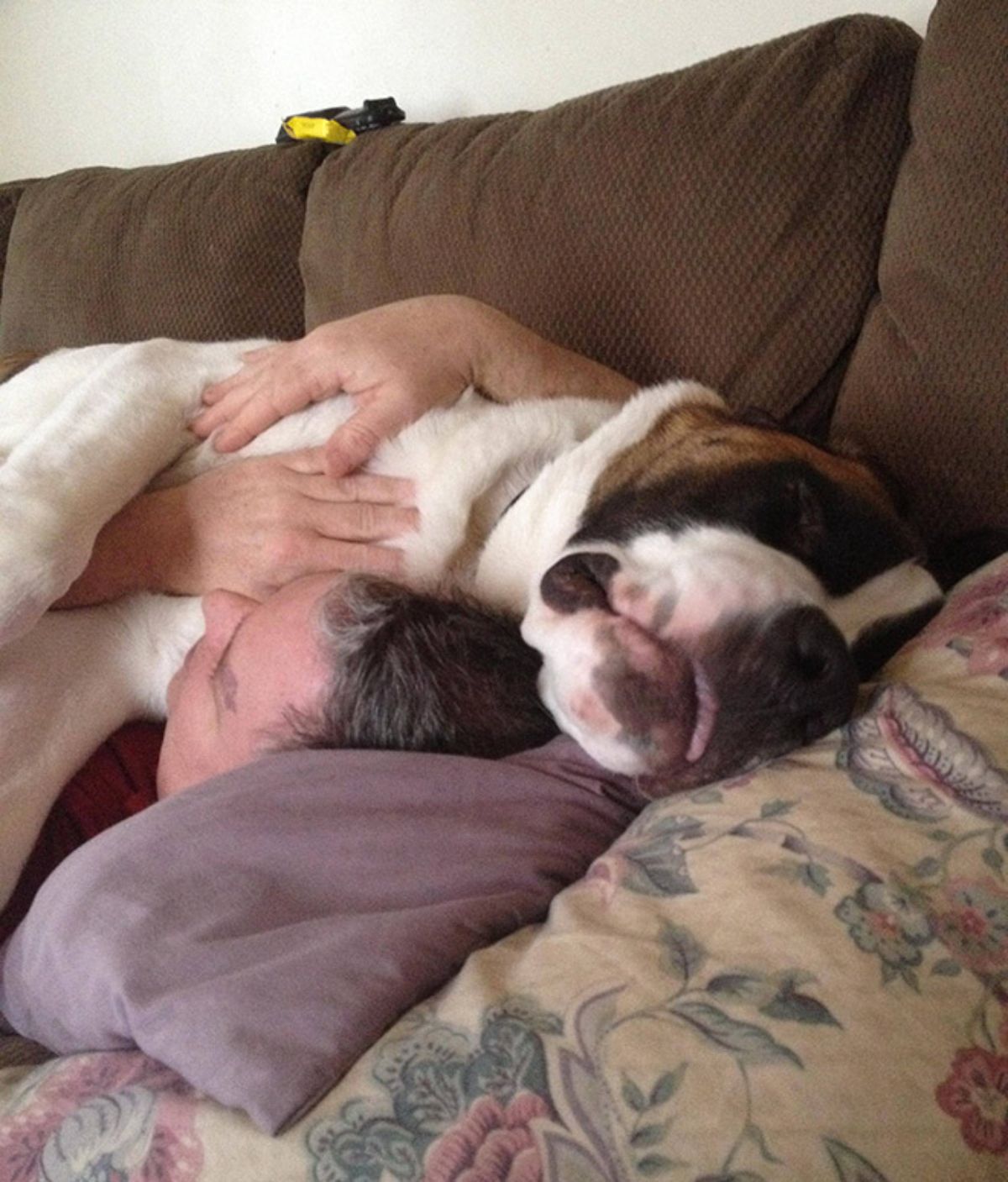 large white brown and black dog sleeping on a man sleeping on a brown sofa